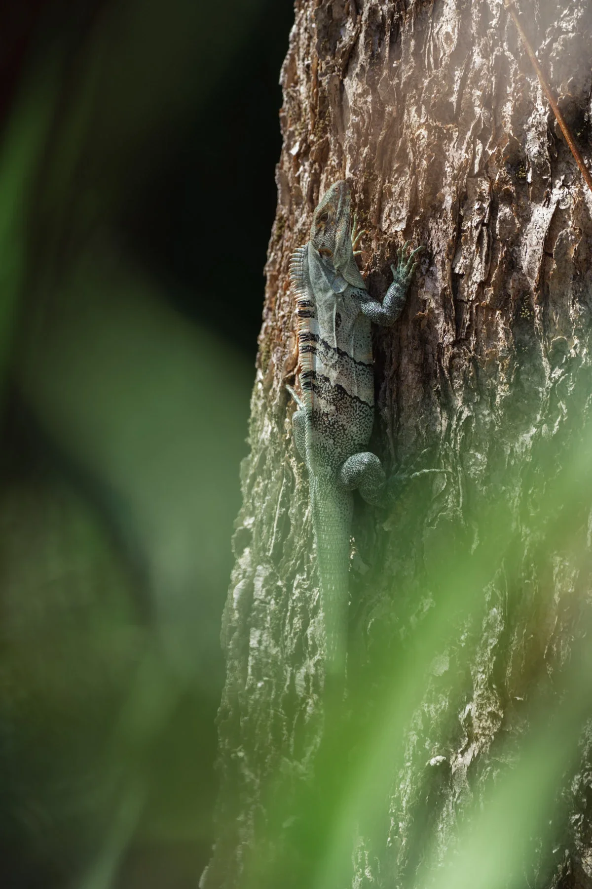 A green and brown iguana climbing Guanacaste tree in Costa Rica, partially obscured by green foliage in the foreground.