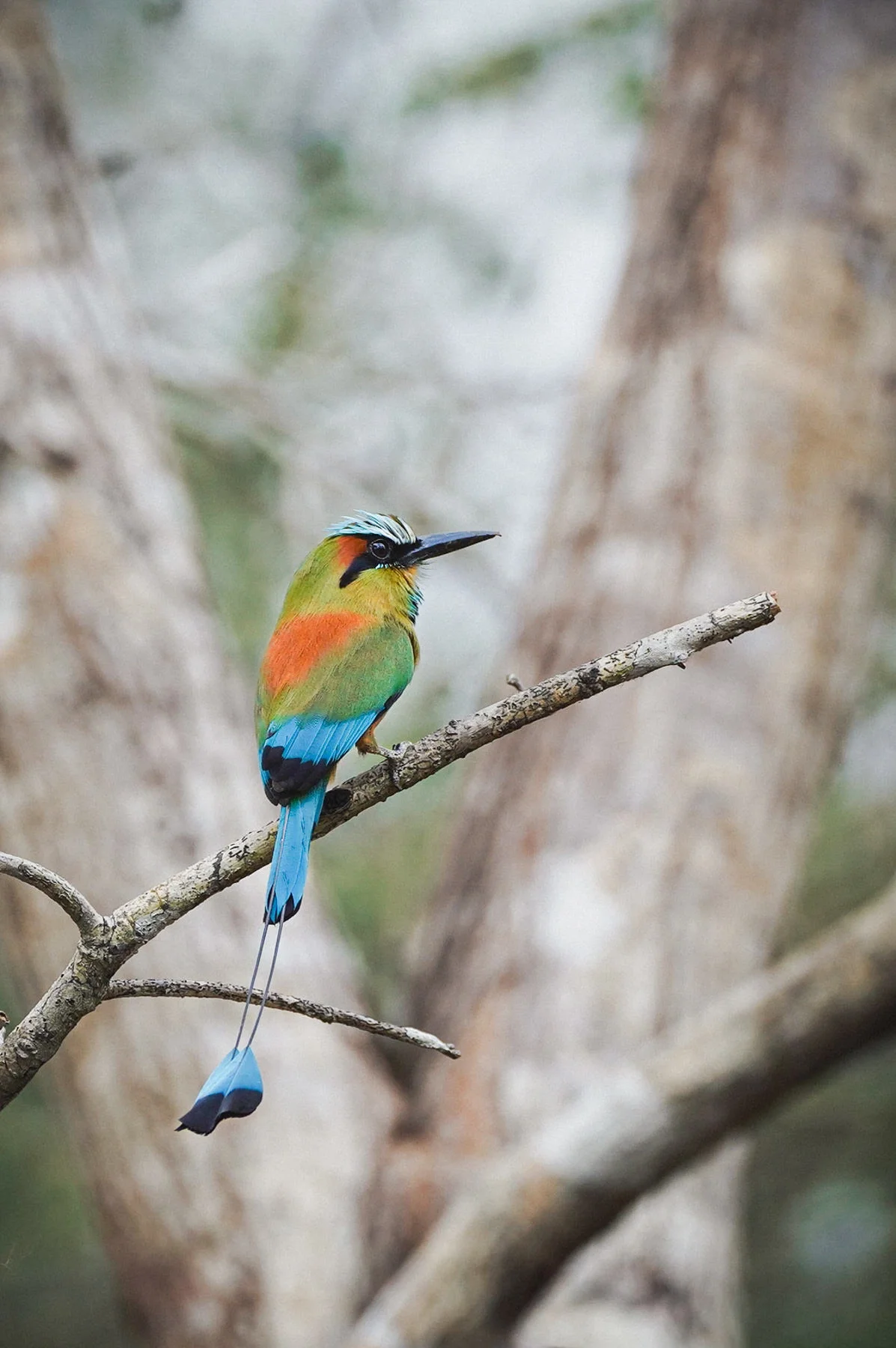 Colorful motmot bird in Guanacaste, Costa Rica