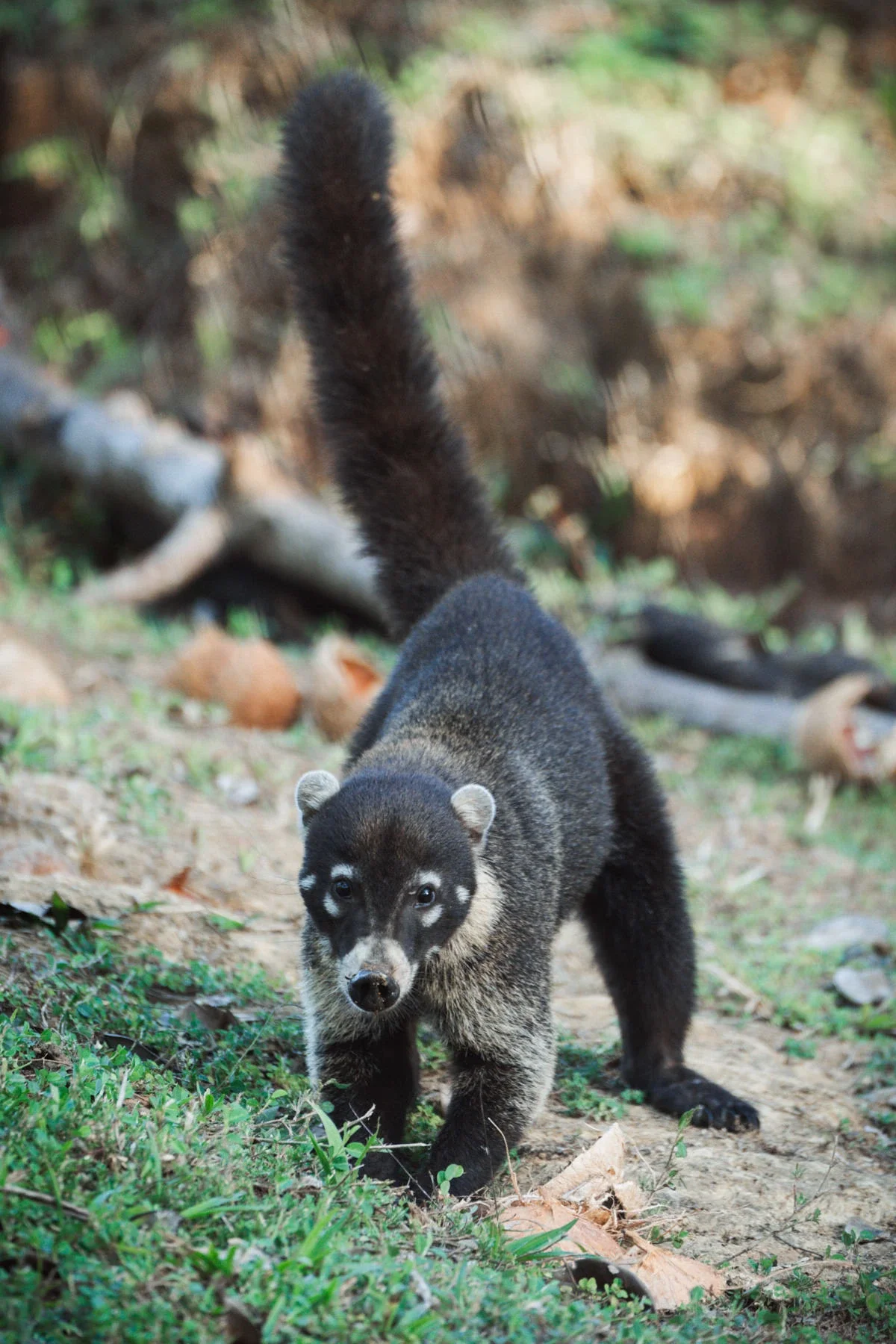 Wild coati in Guanacaste Costa Rica, local wildlife along the North Pacific coast.