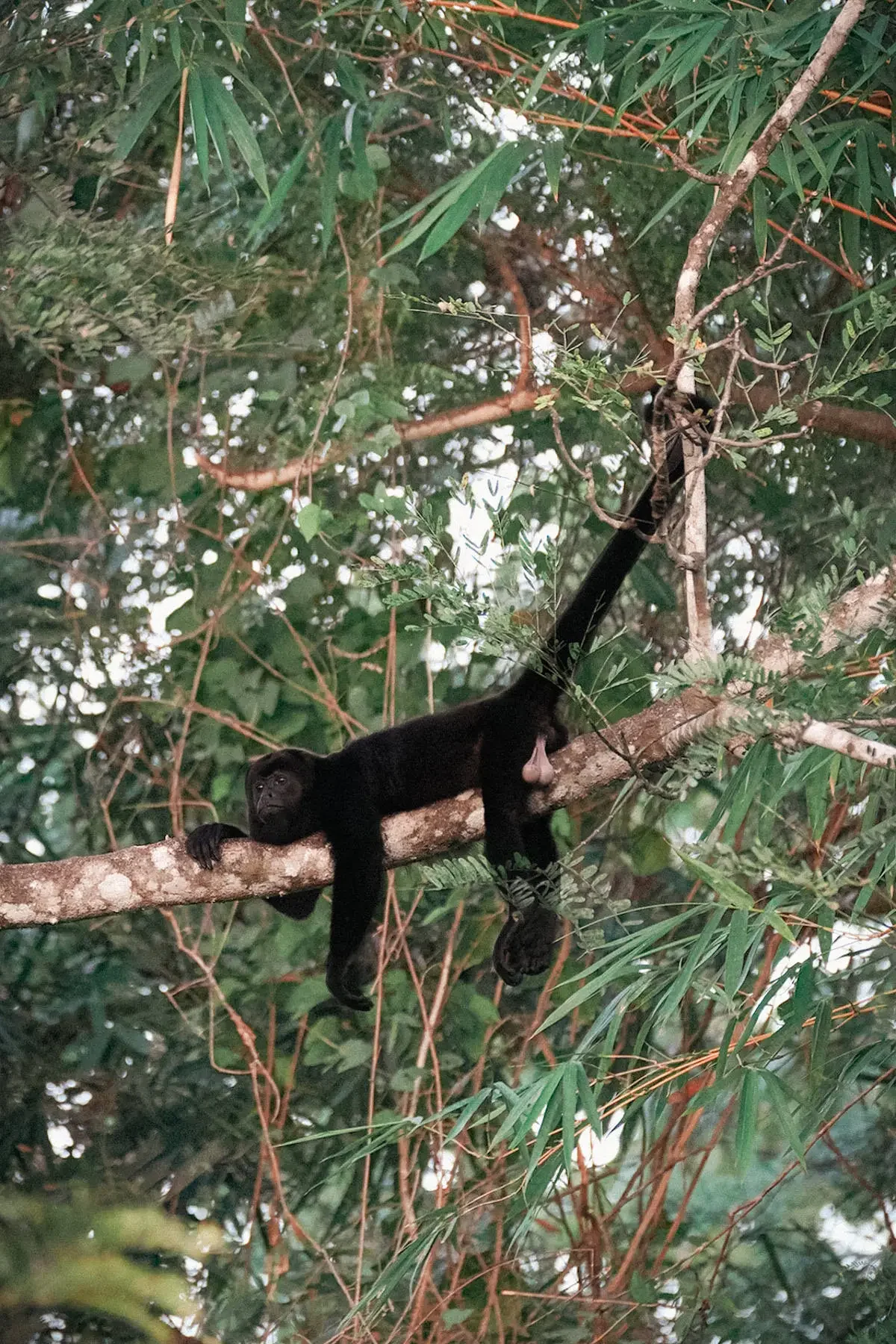 A howler monkey is lying on a tree branch, surrounded by dense green foliage and branches on the Pacific coast of Costa Rica