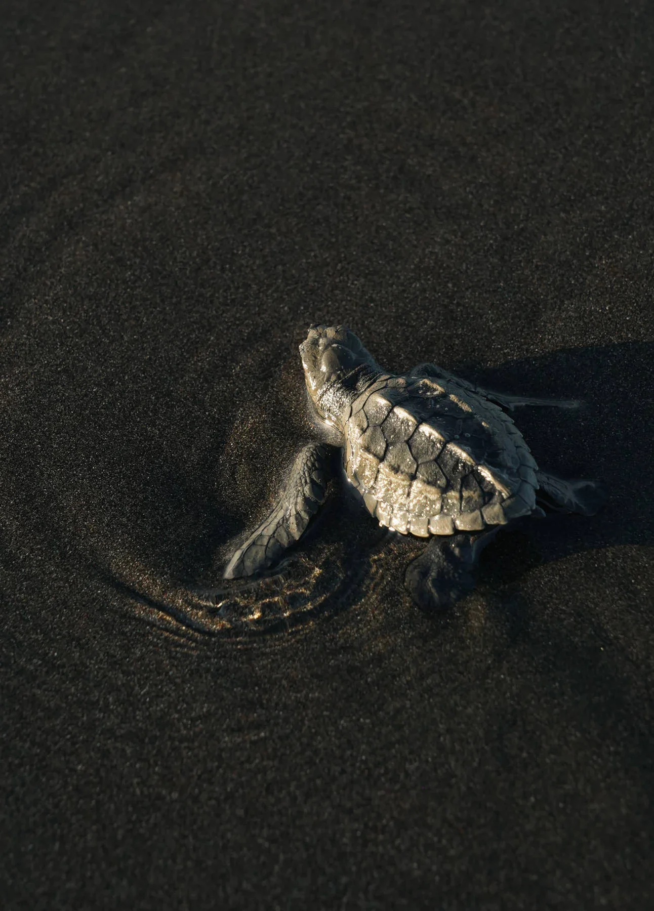 Baby Olive Ridley sea turtle crawling on the black sand beach of Playa Ostional Costa Rica during nesting season.