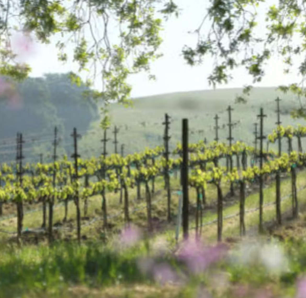 Vineyard Vinyasa - New Moon Intentions