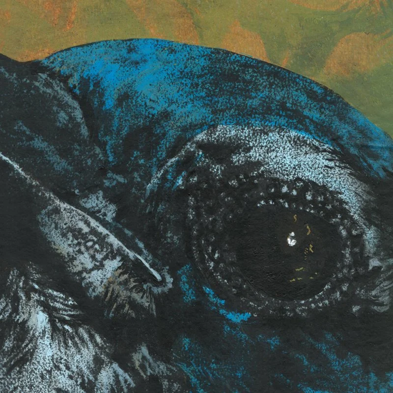 scrubjay_detail.jpg