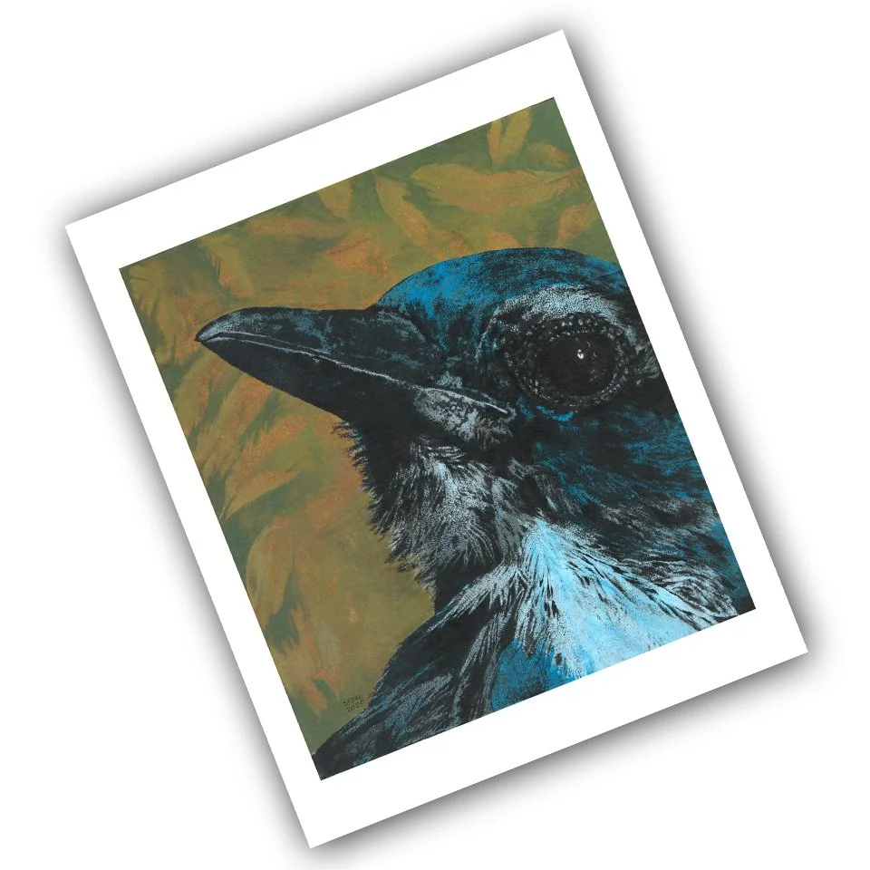 scrubjay_8x10_background.jpg