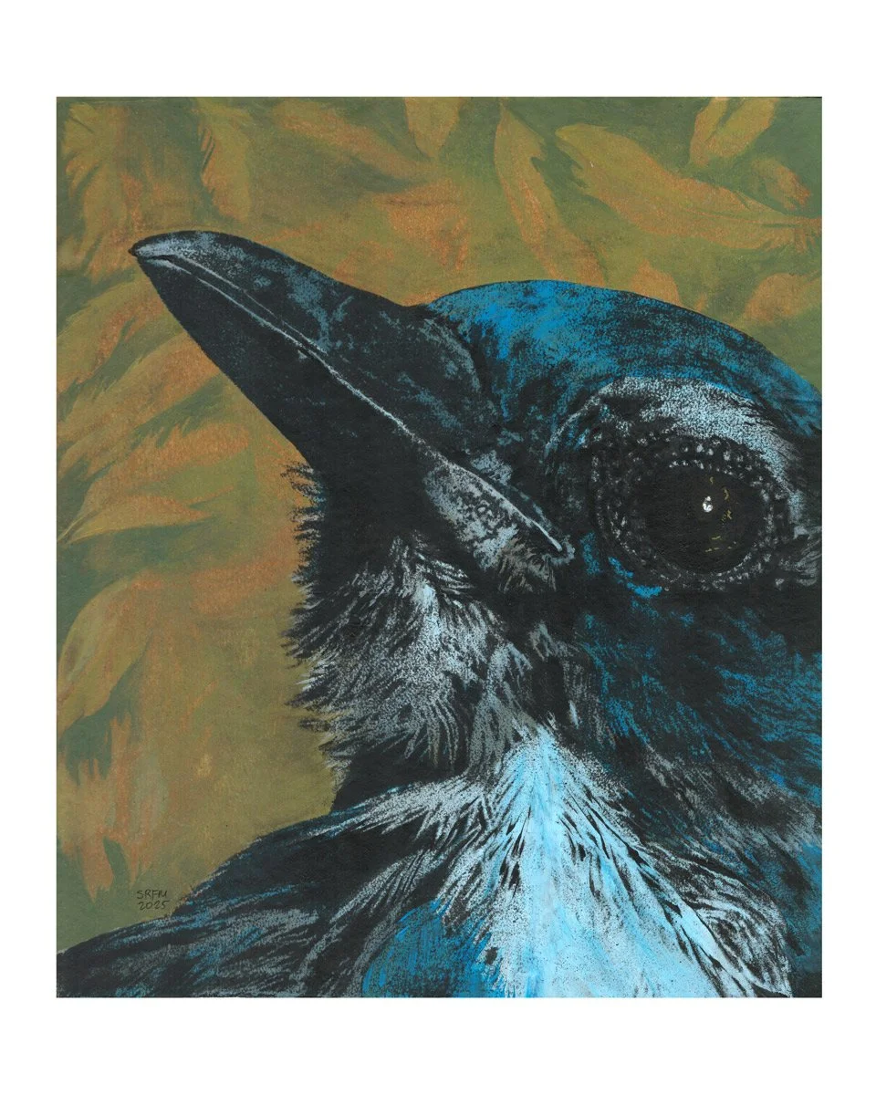 scrubjay_8x10_web.jpg