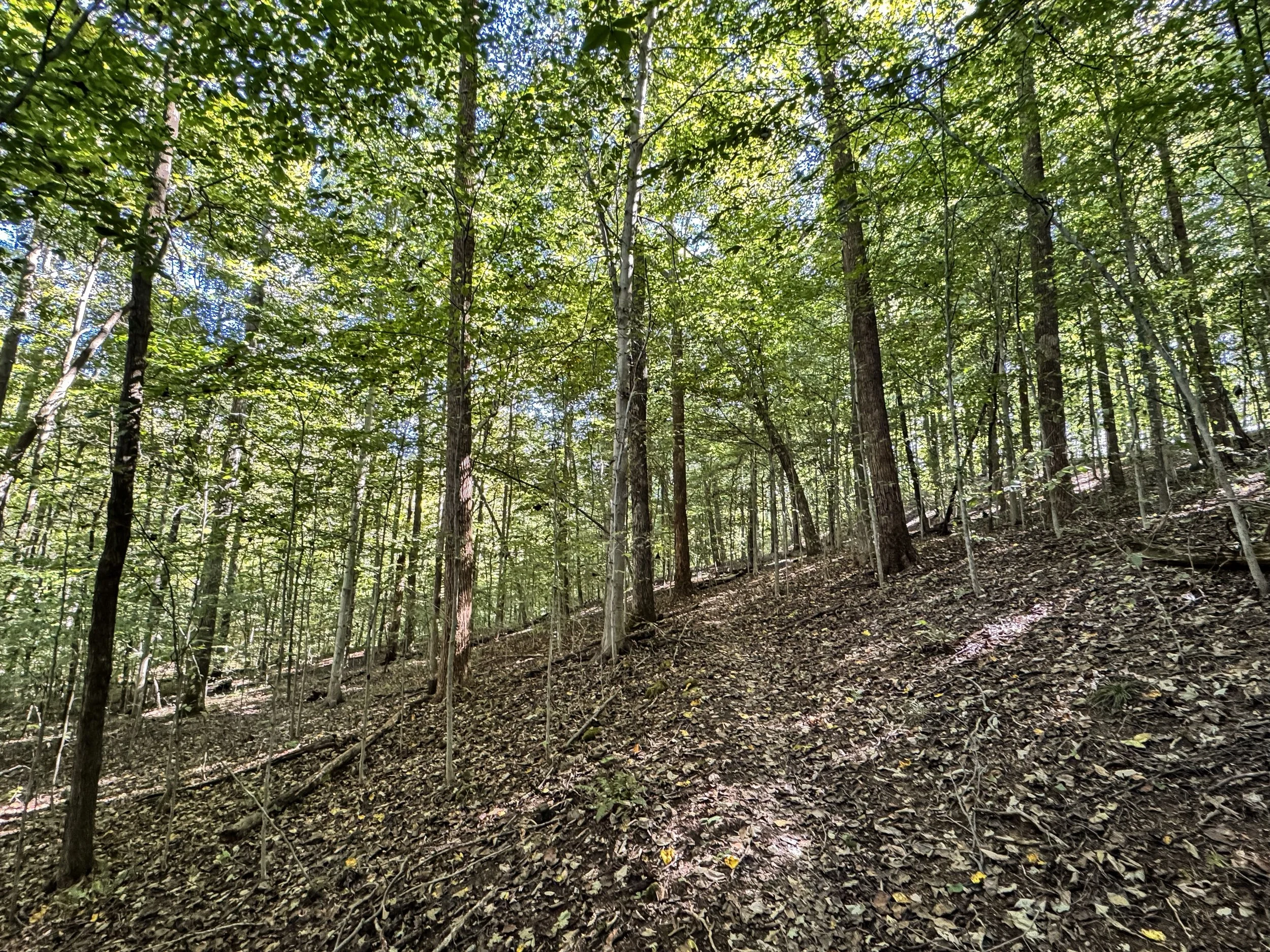 Forest Floor_05.jpg