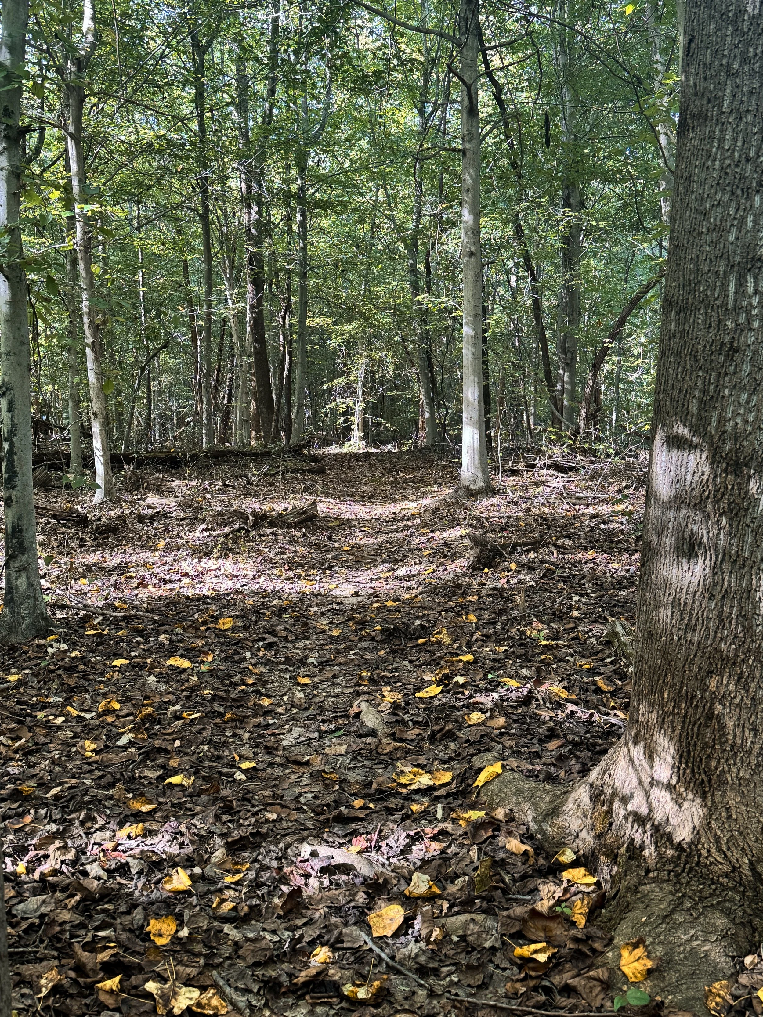 Forest Floor_08.jpg