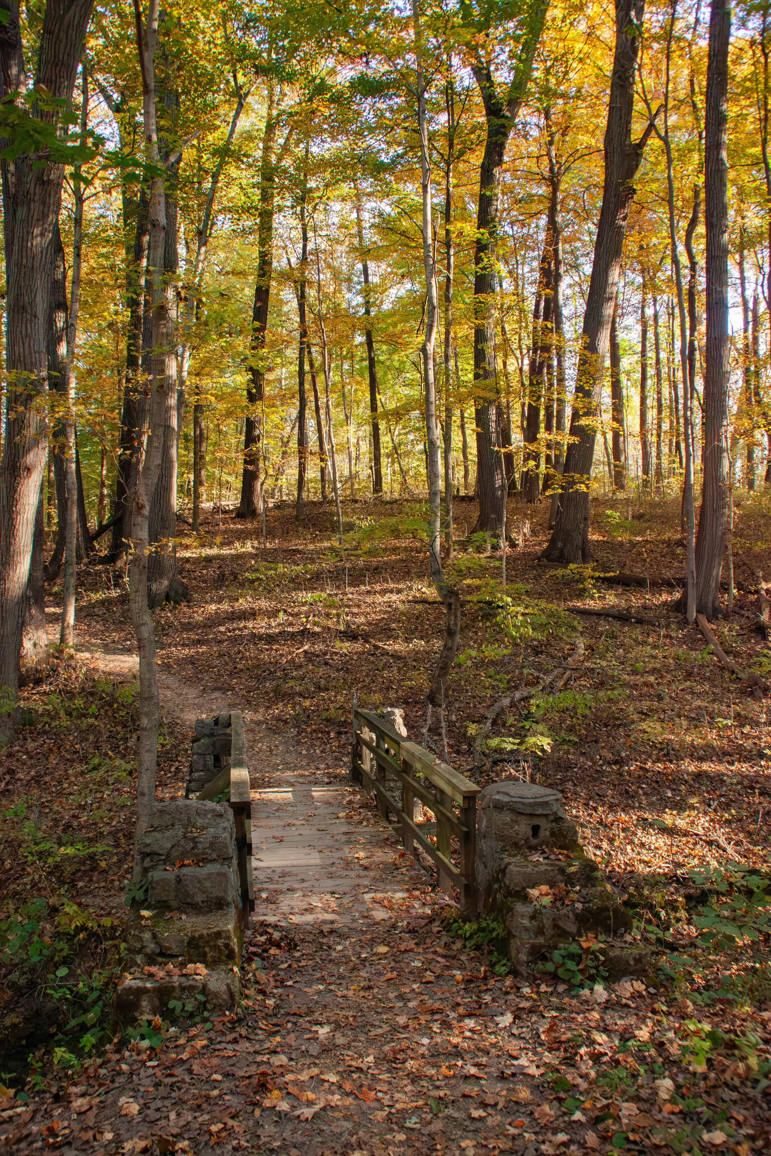 CliftyFall_Woods Bridge_03.jpg