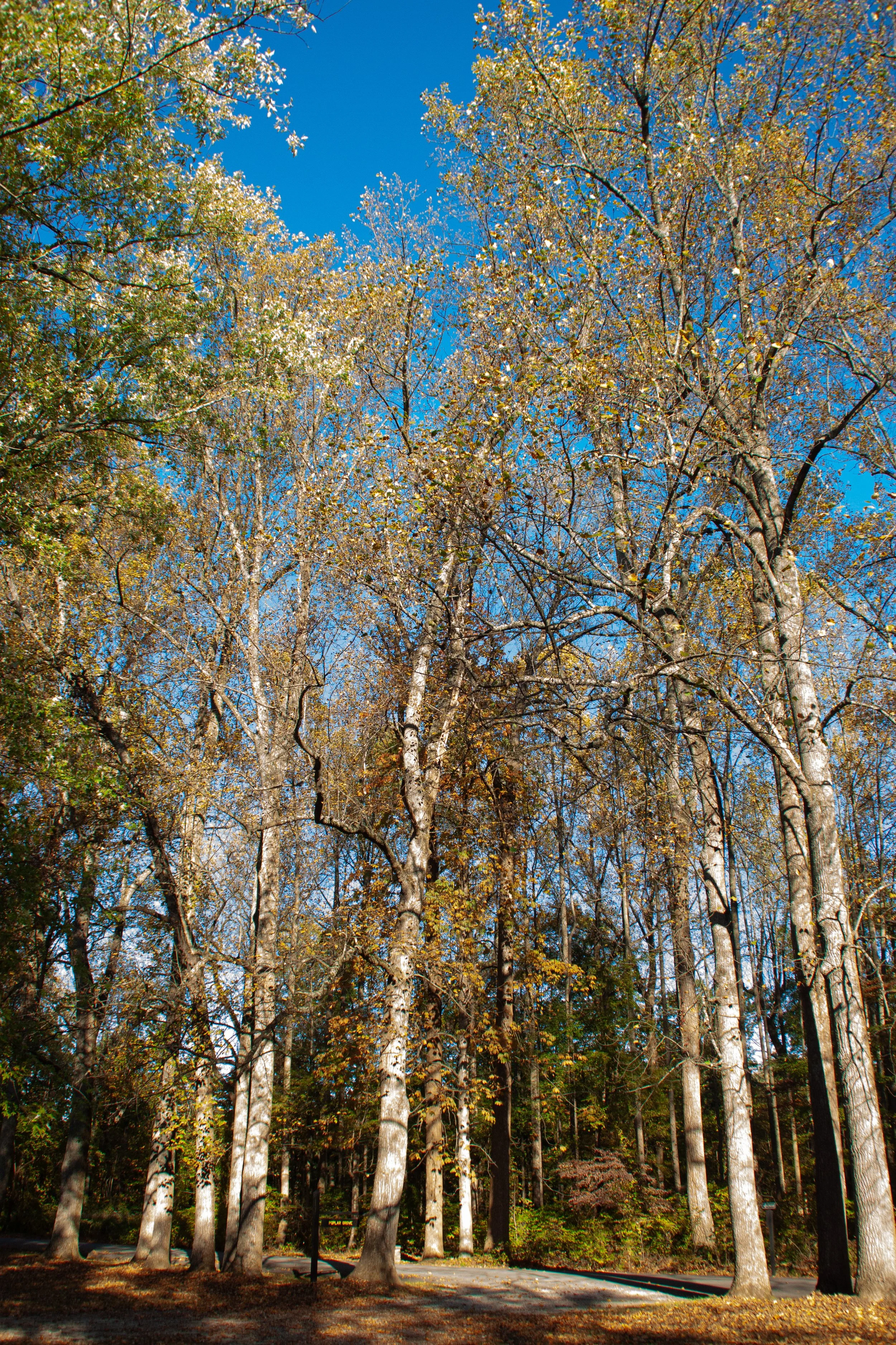 CliftyFalls_Trees of Interest_01.jpg