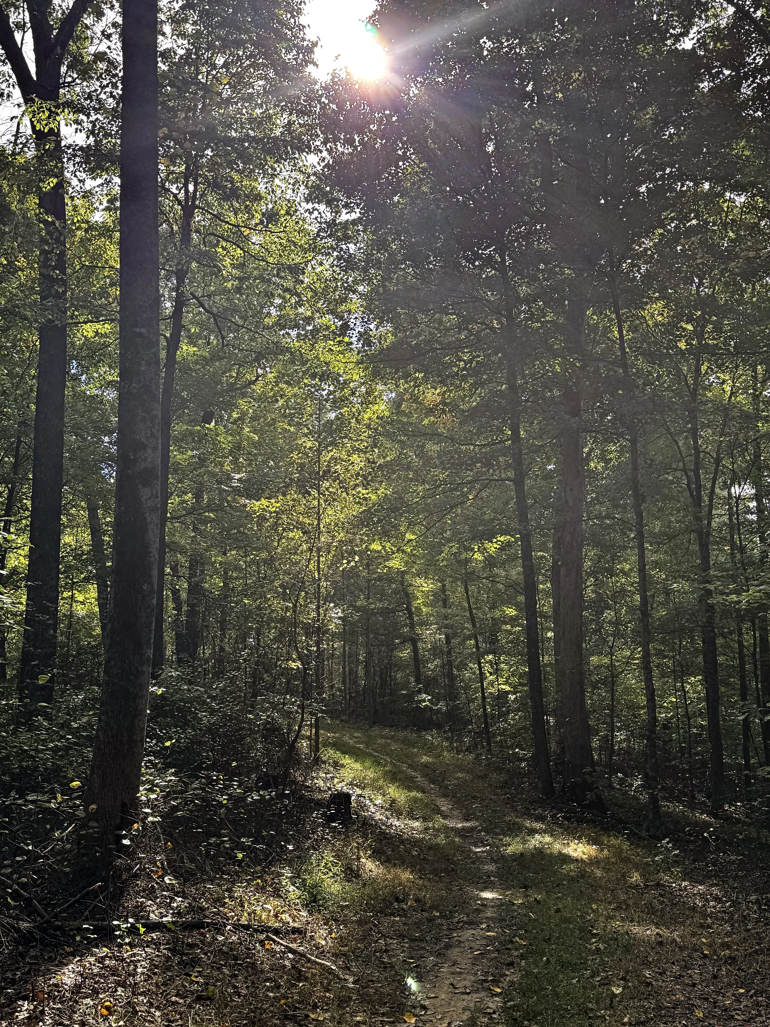 Forest Floor_11.jpg