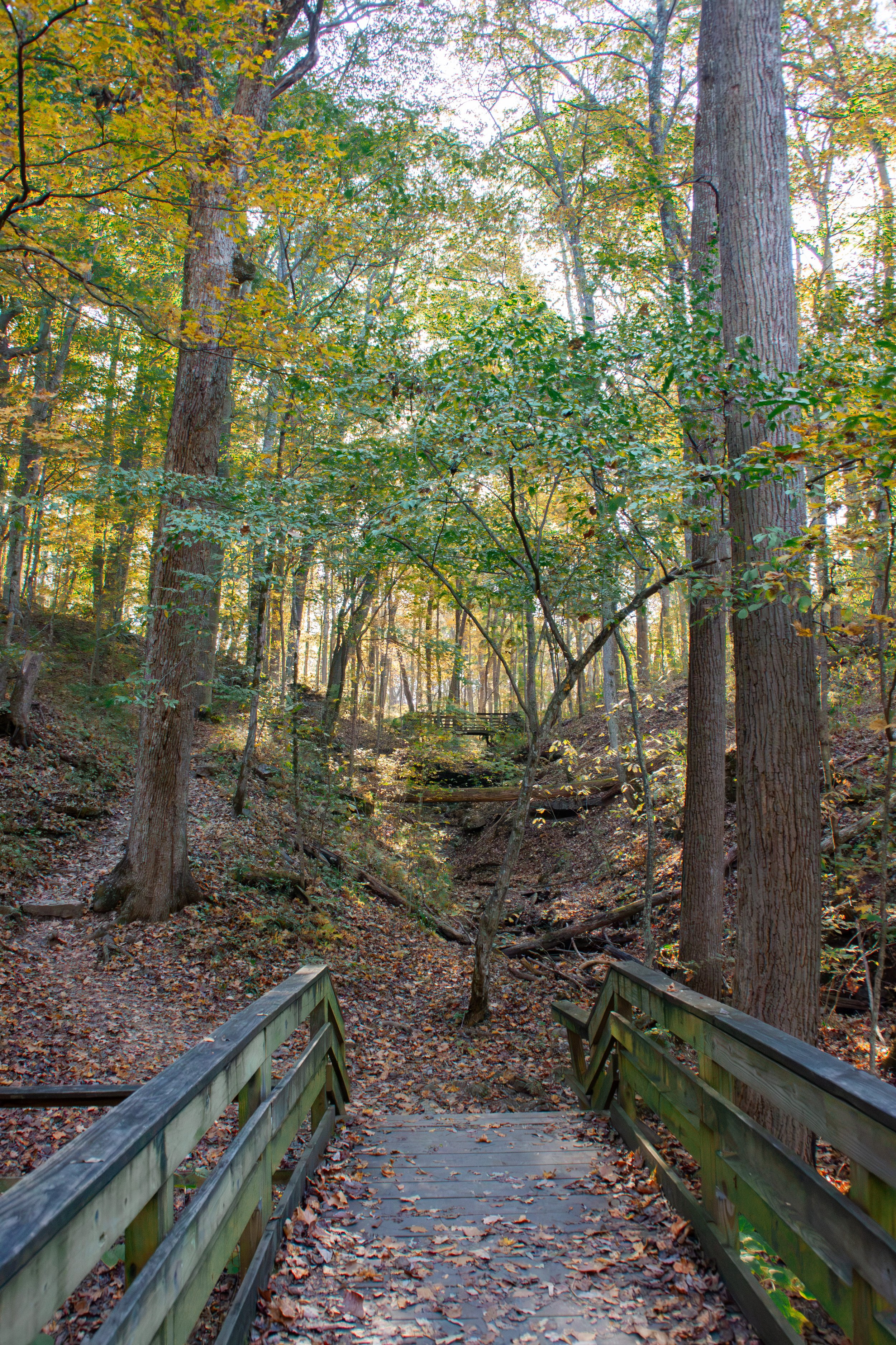 CliftyFalls_Trees of Interest_04.jpg