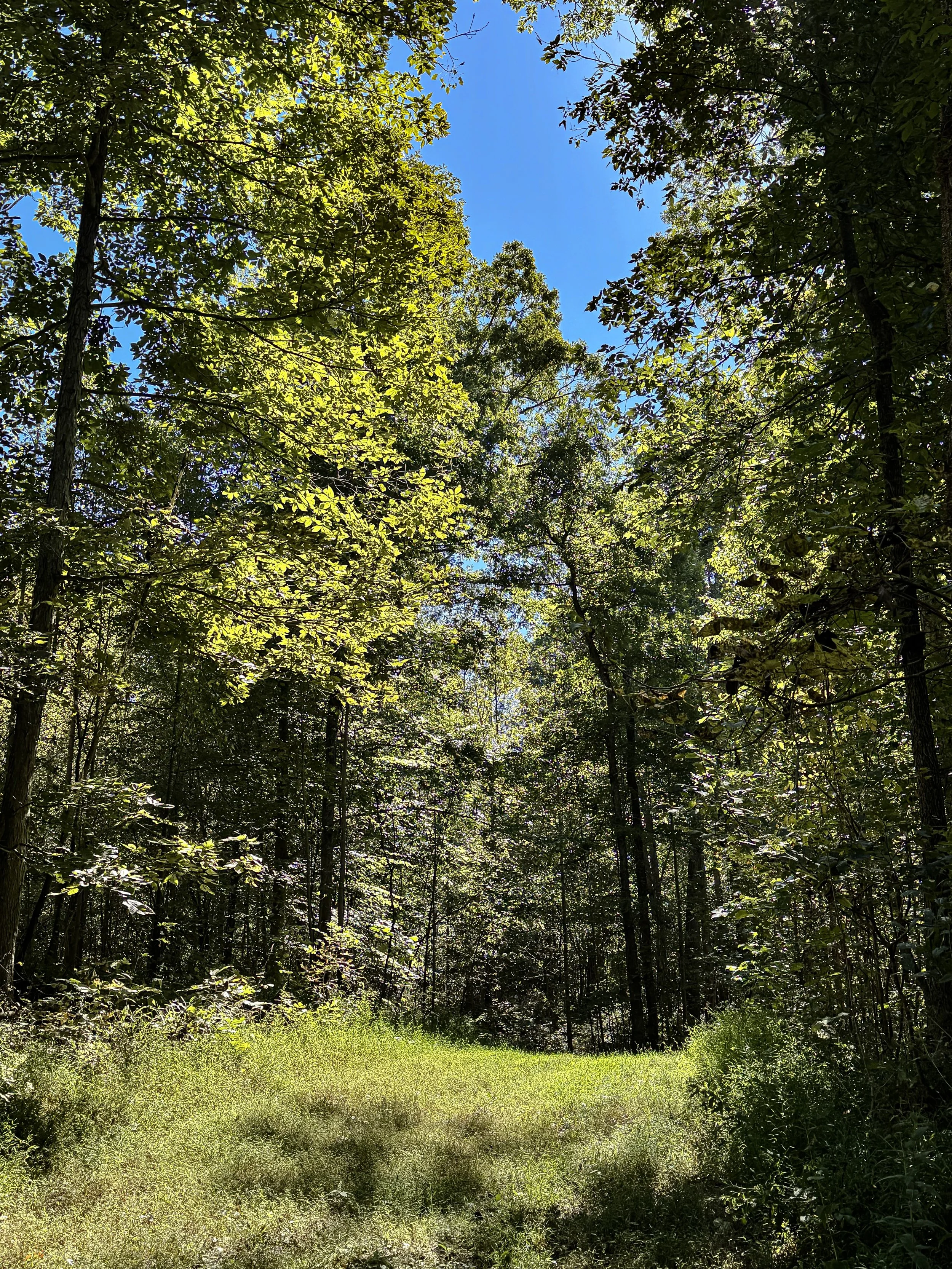 Forest Floor_04.jpg