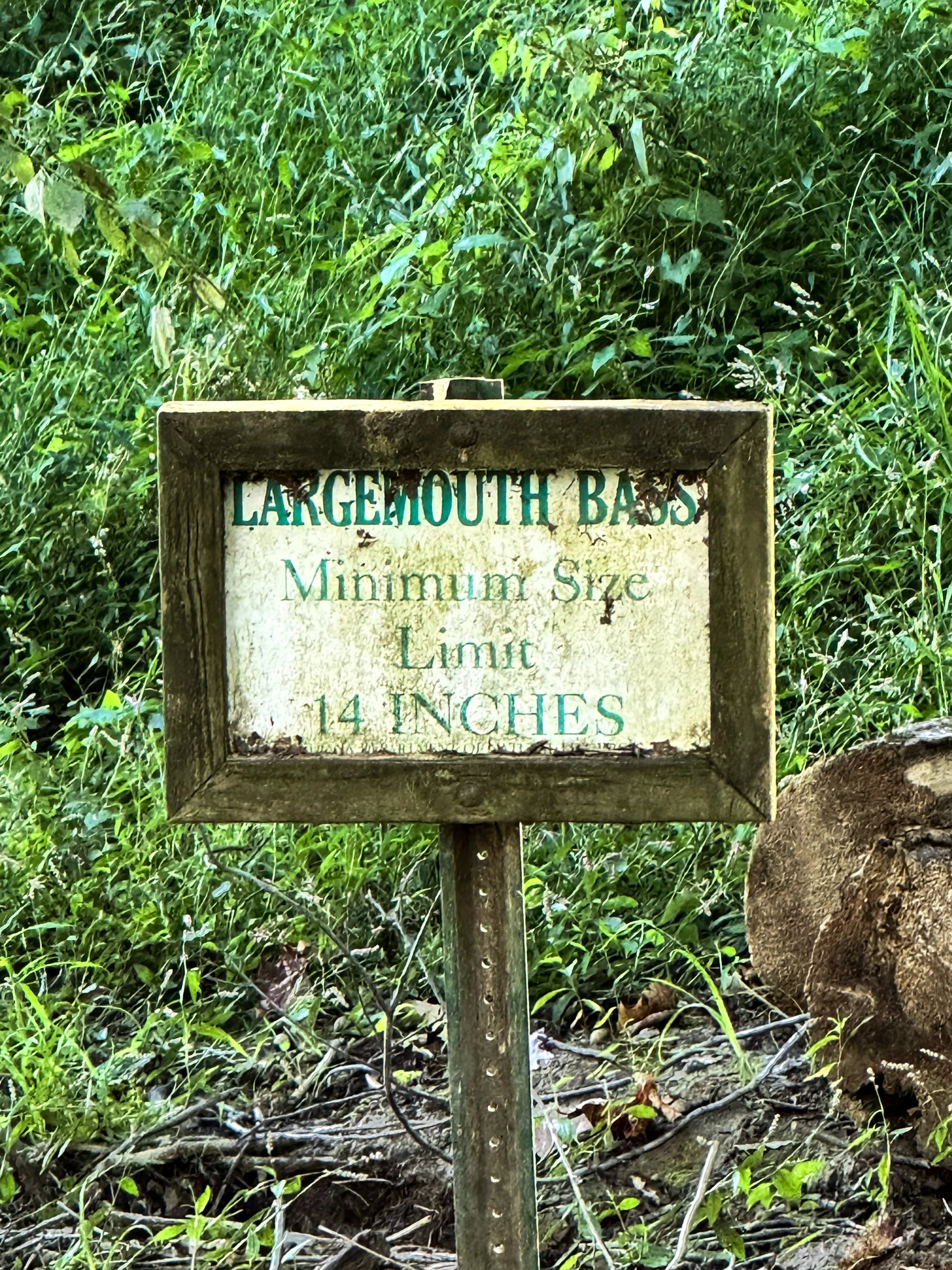 LargeMouthBass_02.jpg