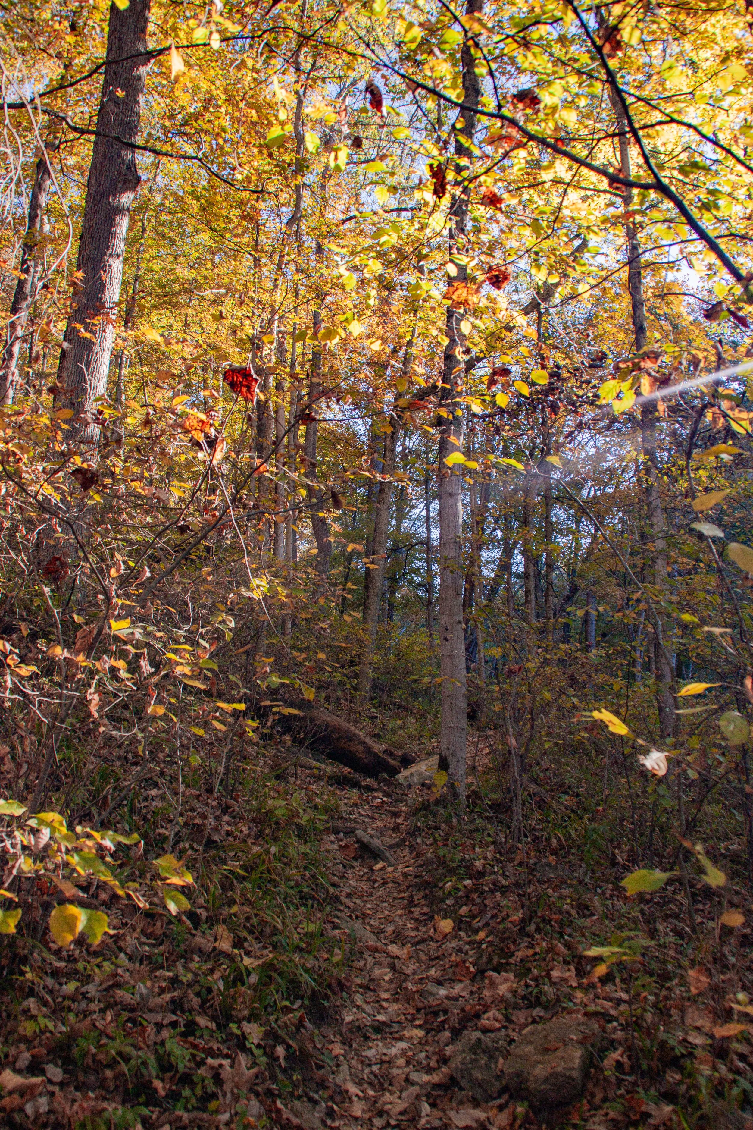 CliftyFalls_Trees of Interest_05.jpg