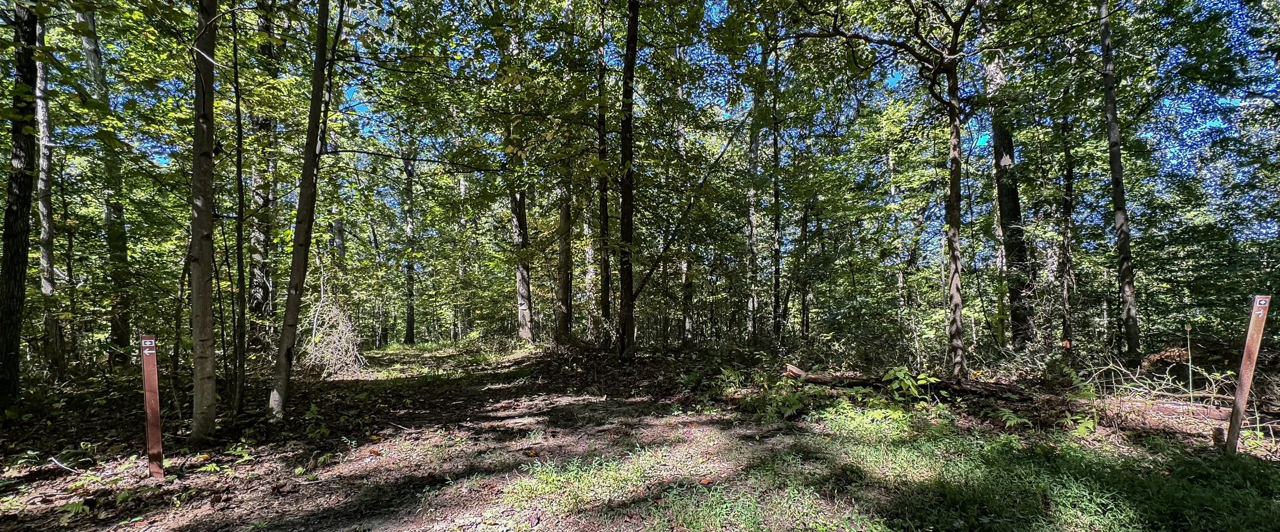 Forest Floor_03.jpg