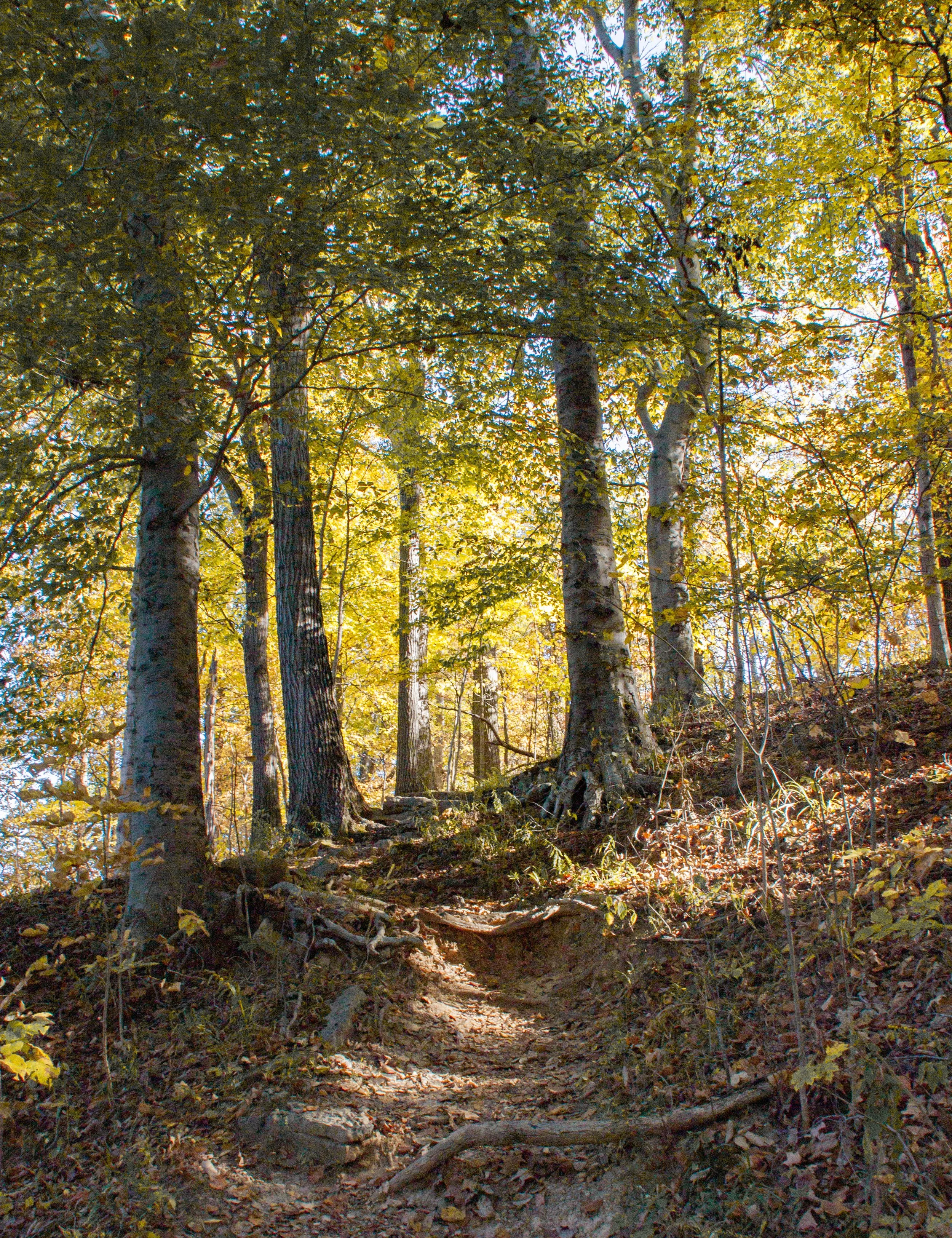 CliftyFalls_Rooted Trail_03.jpg