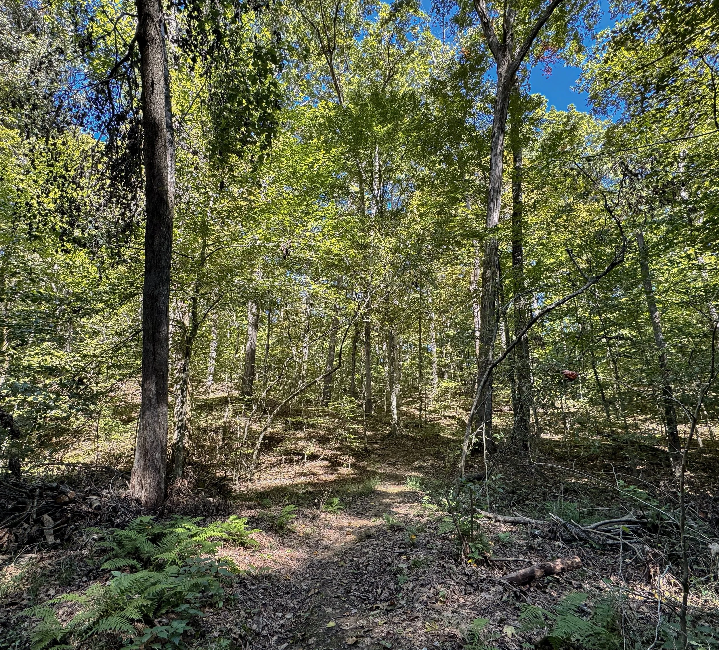 Forest Floor_06.jpg