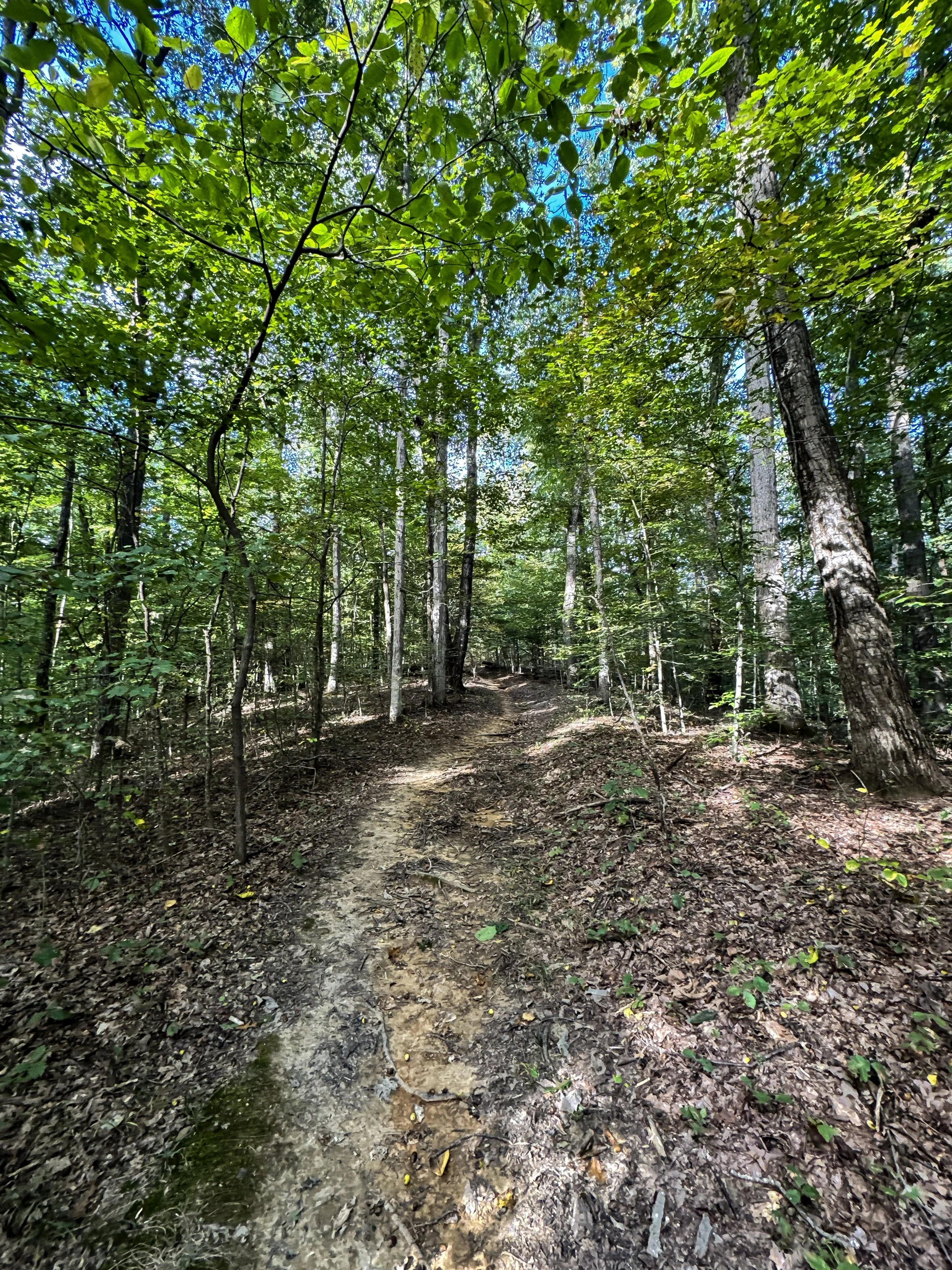 Forest Floor_07.jpg