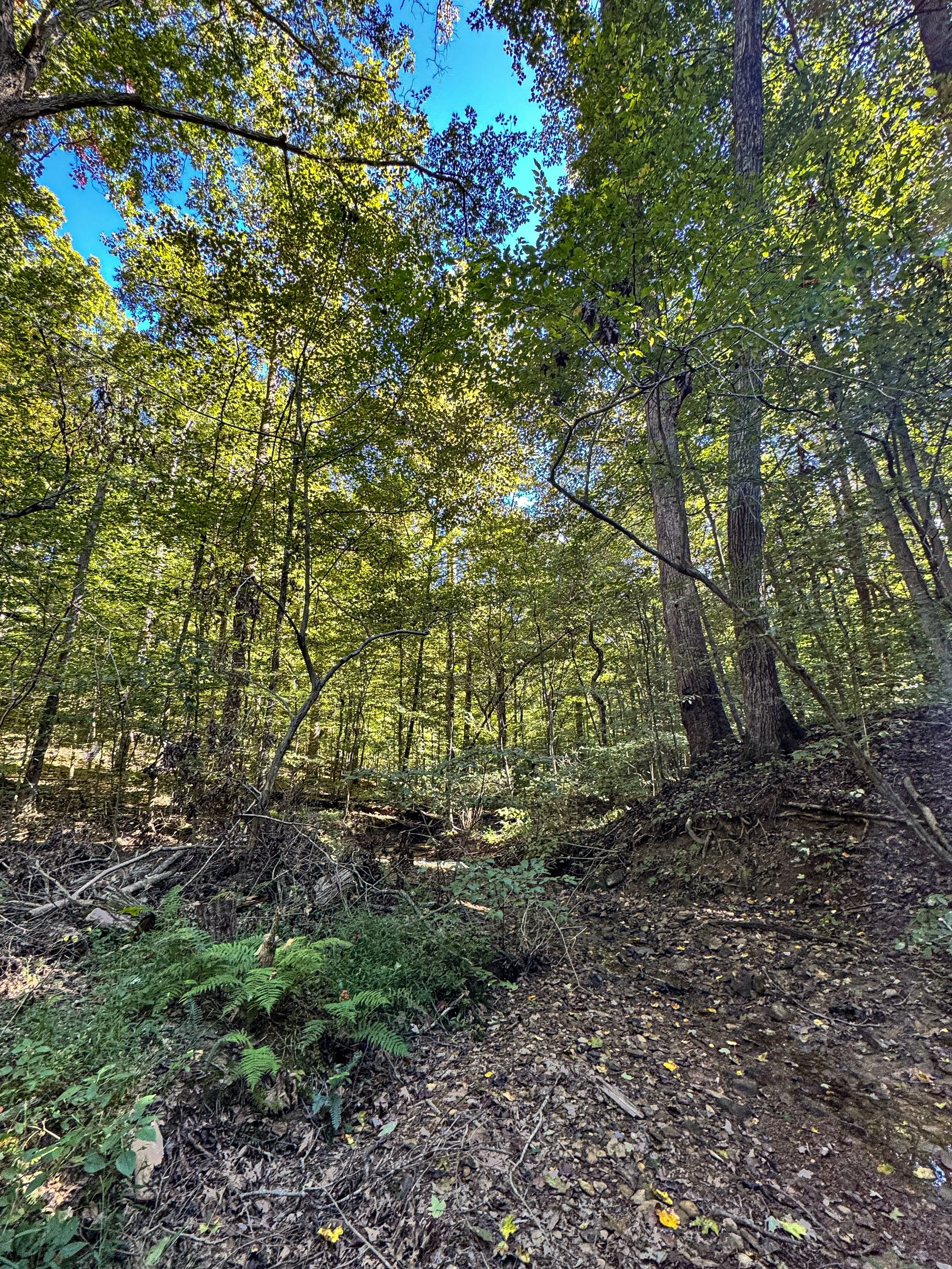 Forest Floor_01.jpg