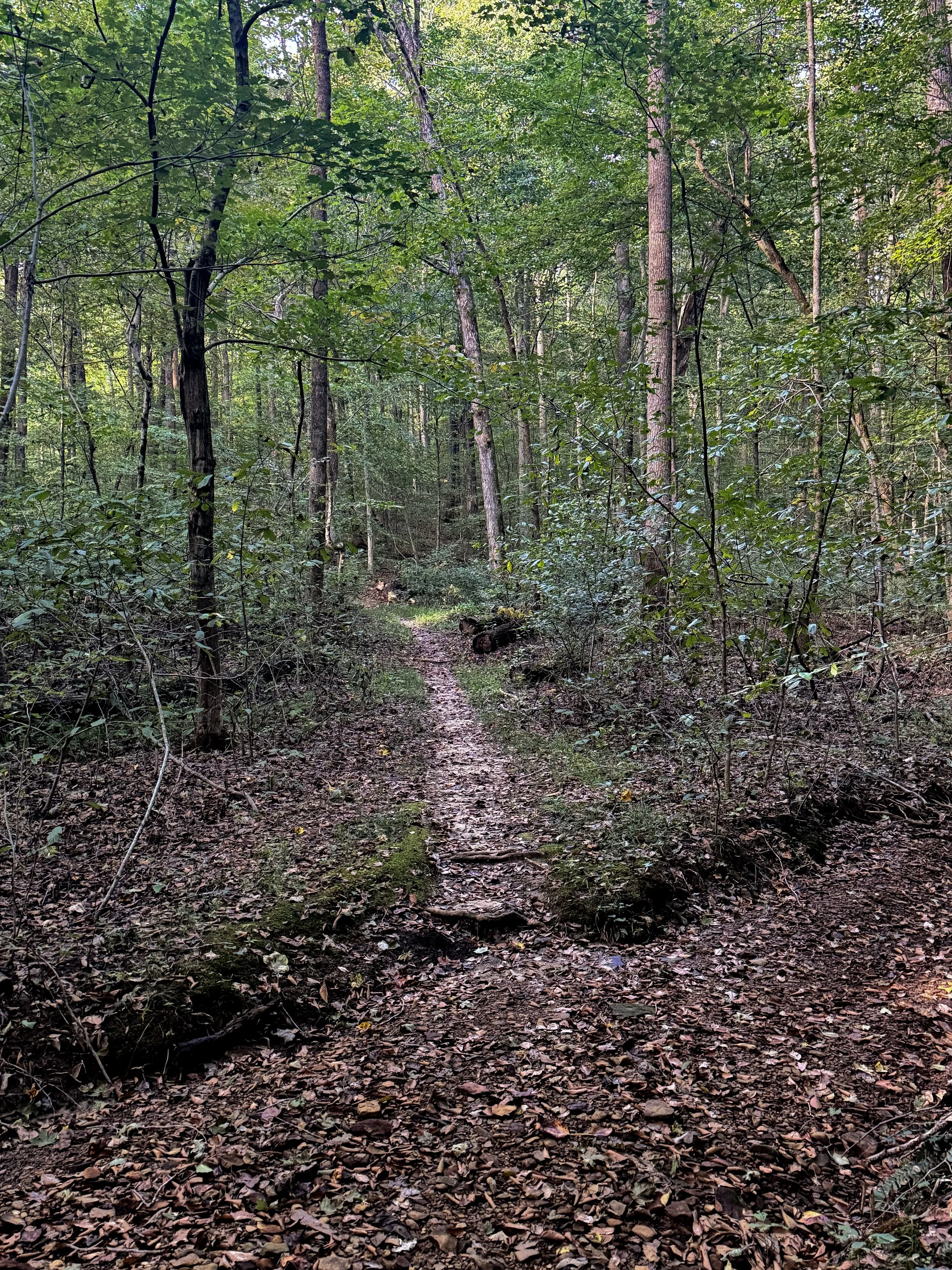 Forest Floor_12.jpg