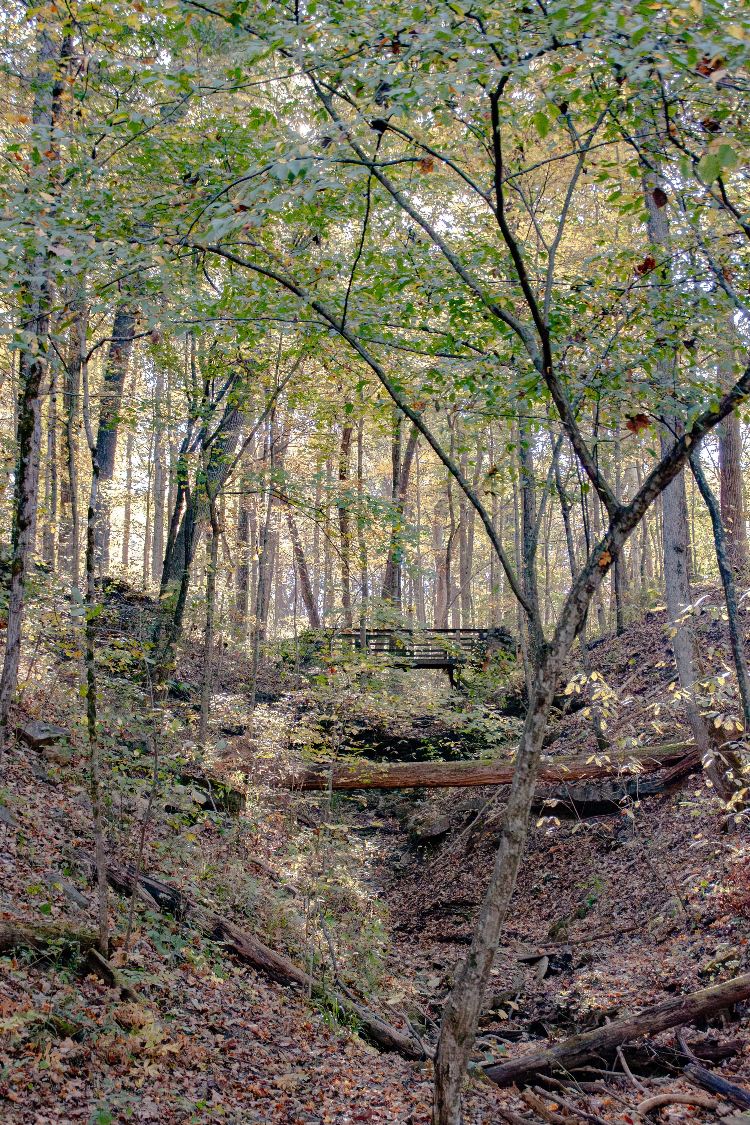 CliftyFall_Woods Bridge_01.jpg