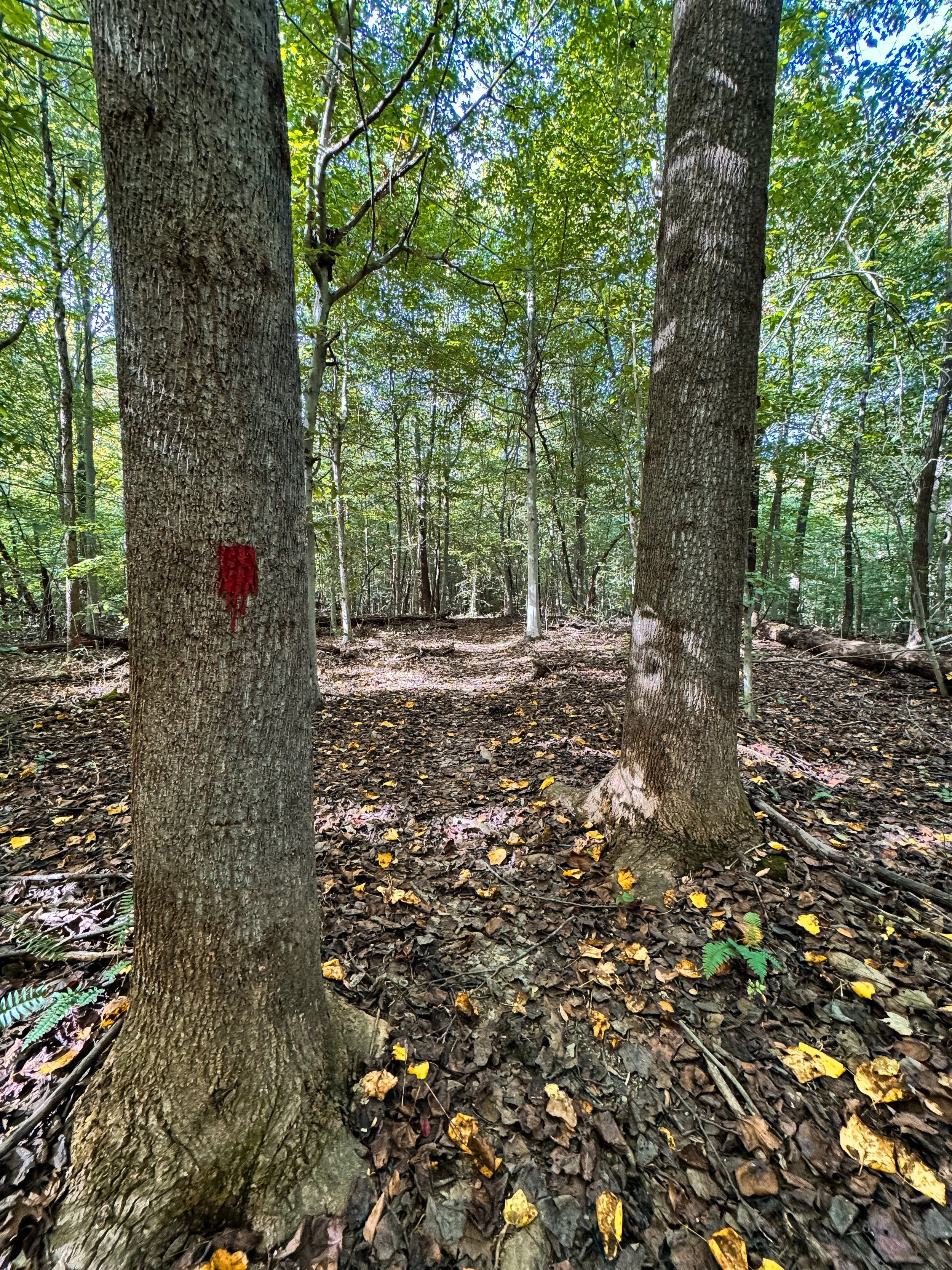Forest Floor_09.jpg
