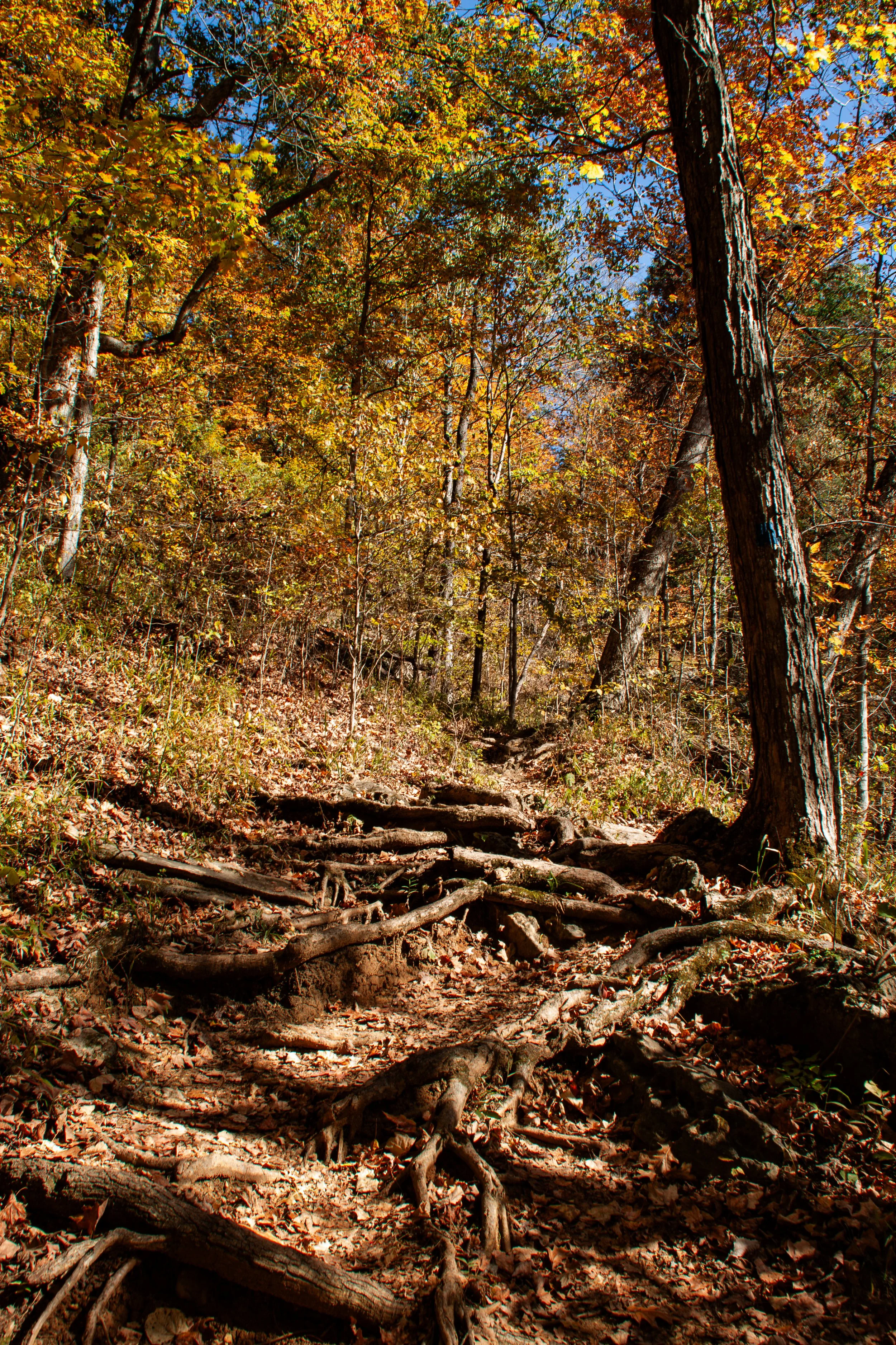 CliftyFalls_Rooted Trail_01.jpg