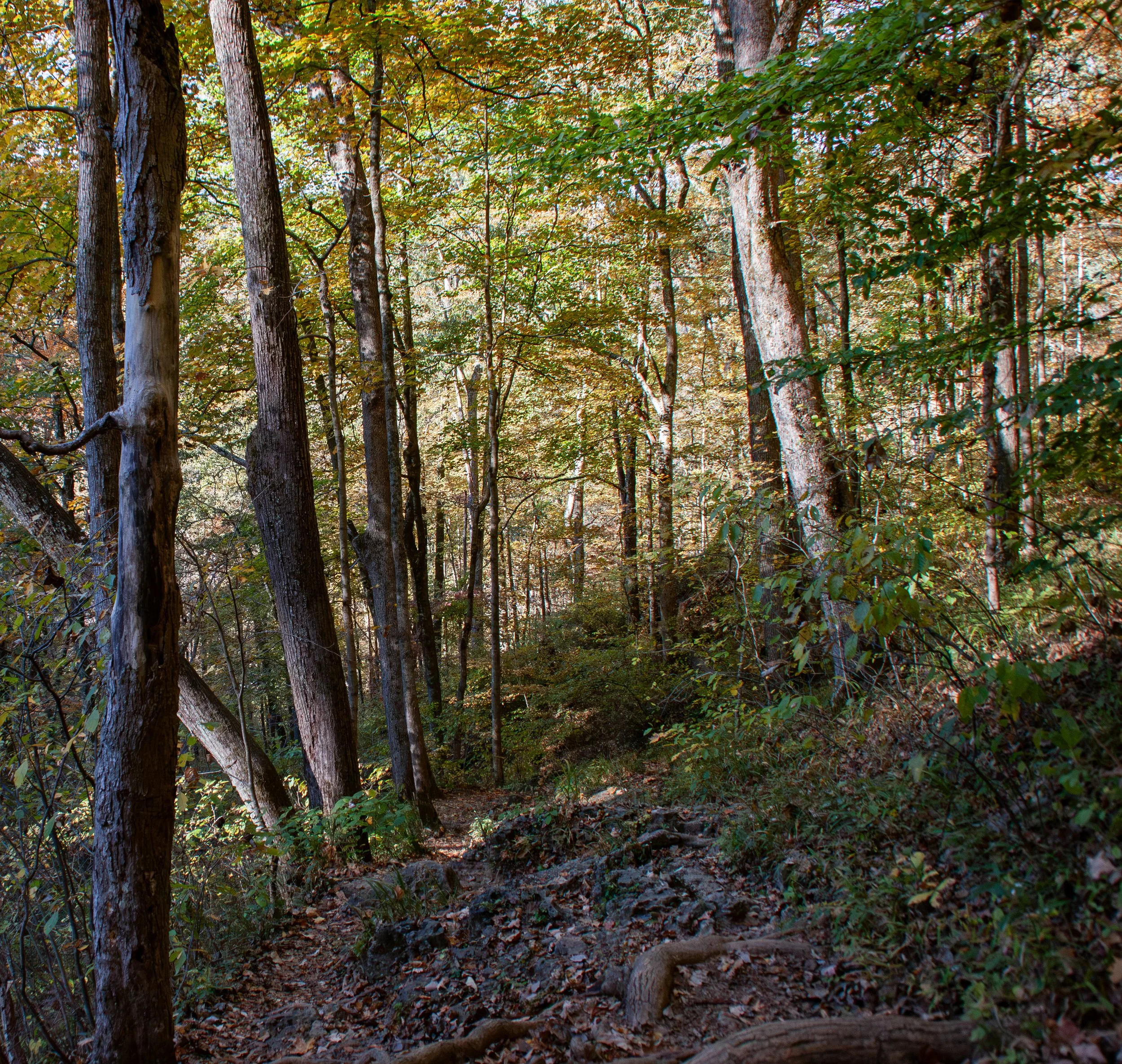 CliftyFalls_Rooted Trail_02.jpg