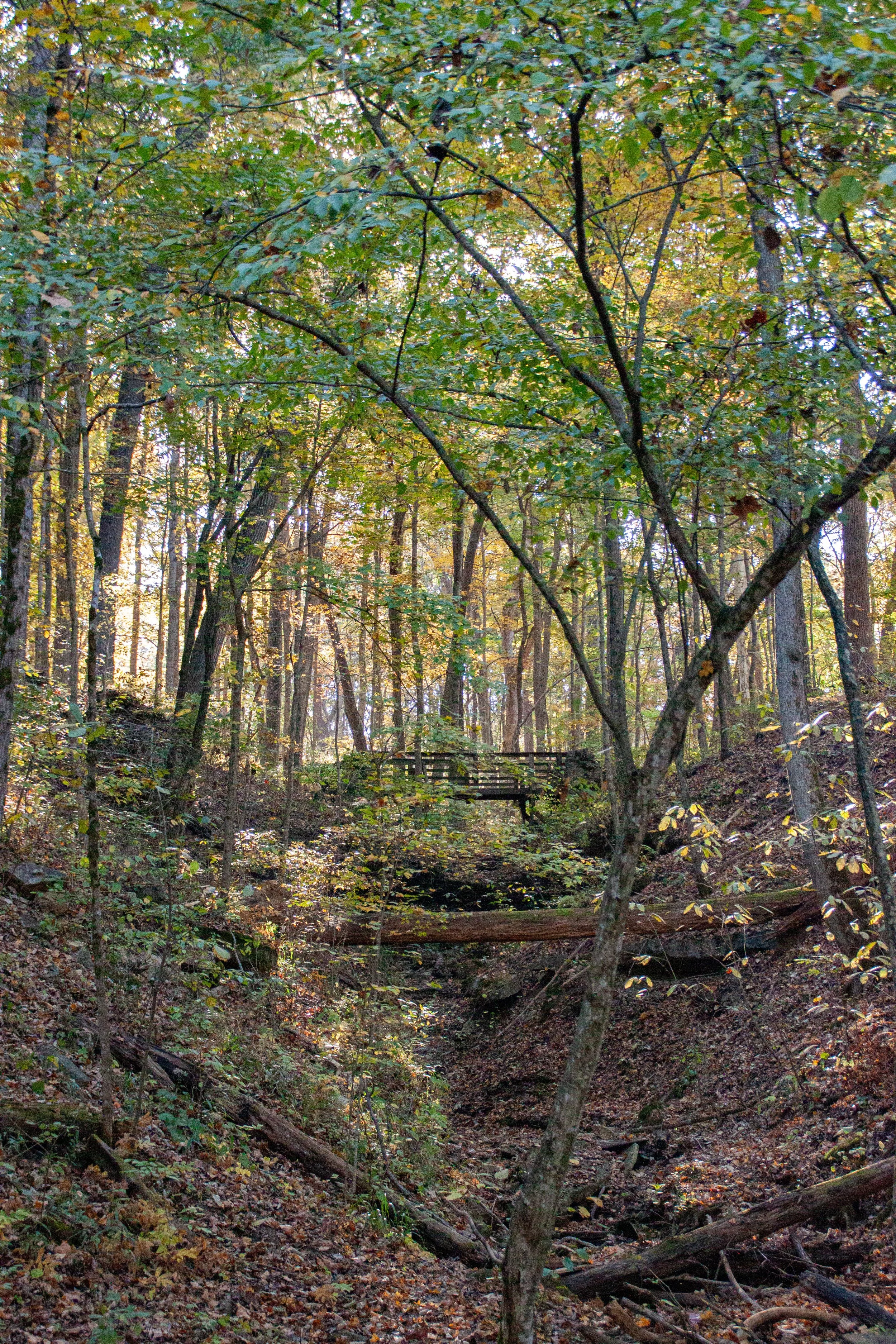 CliftyFalls_Trees of Interest_03.jpg
