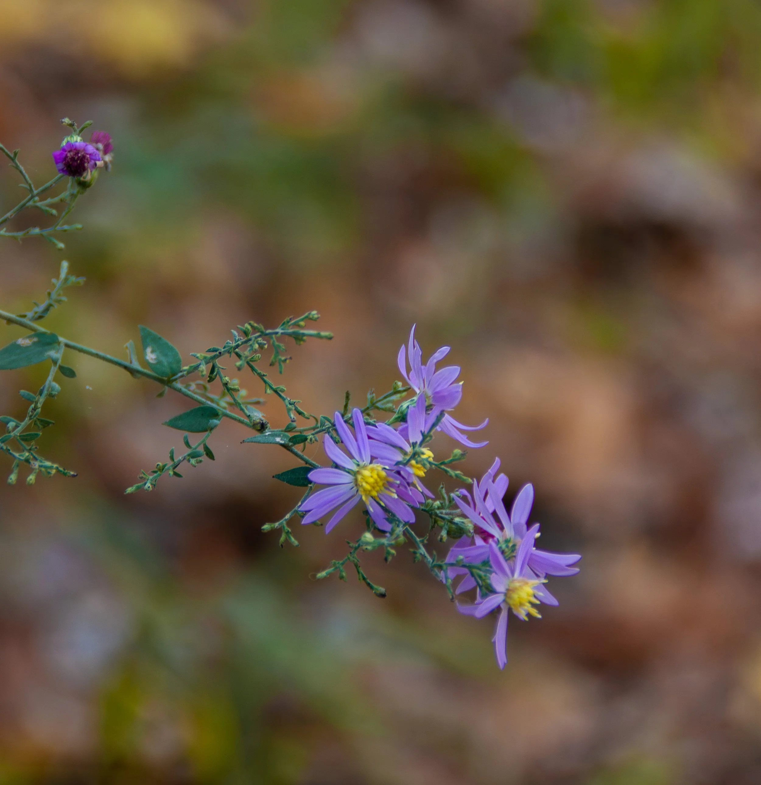 CliftyFalls_Trail_Flowers_01.jpg