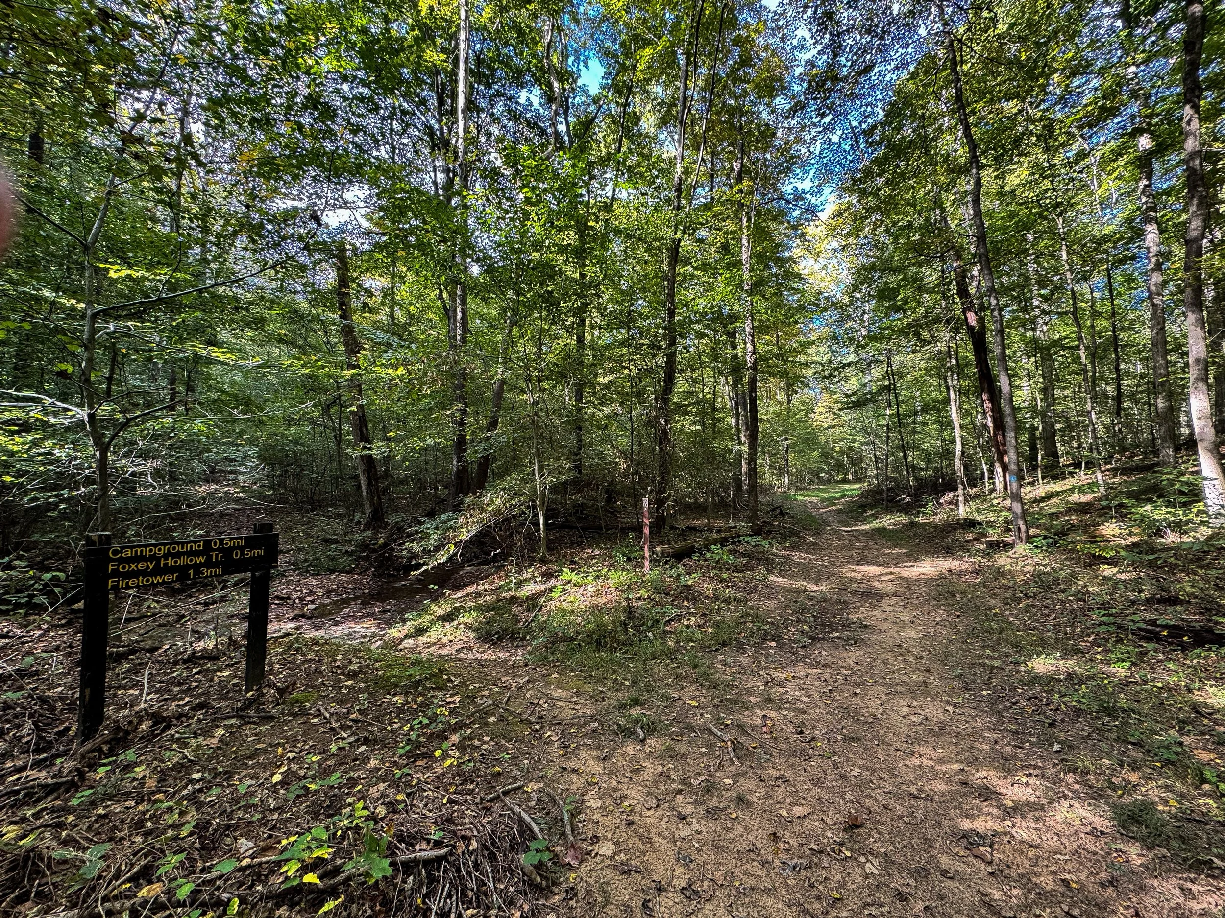Forest Floor_10.jpg