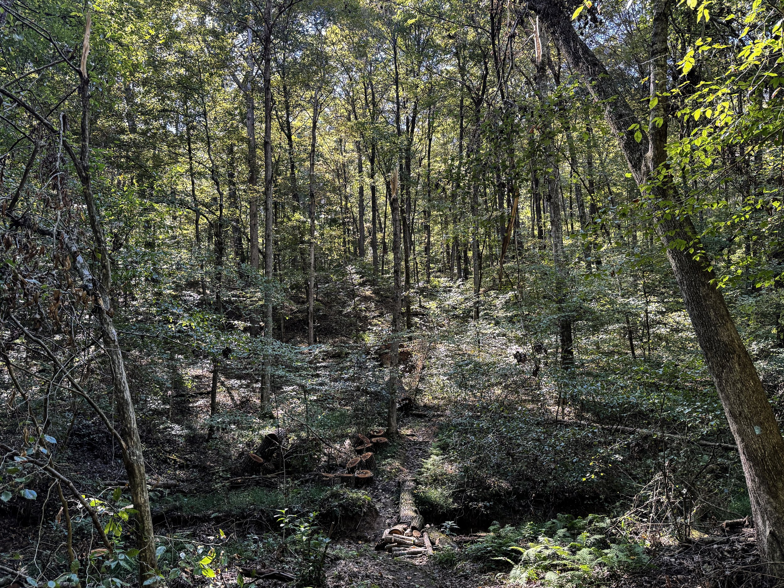 Forest Floor_02.jpg