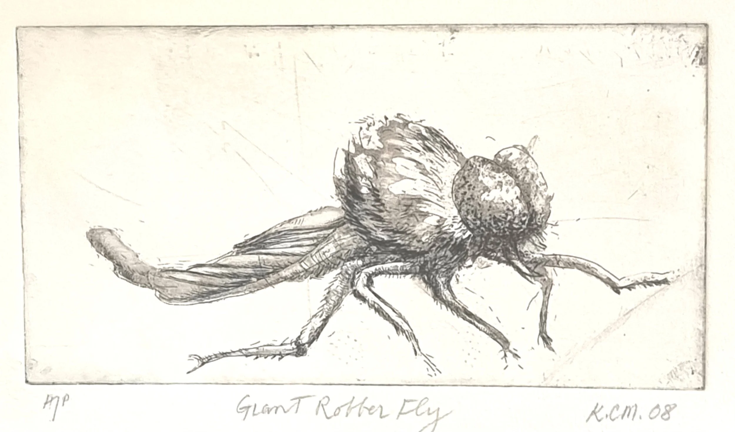 

‘Giant Robber Fly’

Lithograph

9 by 18cm, 2008
