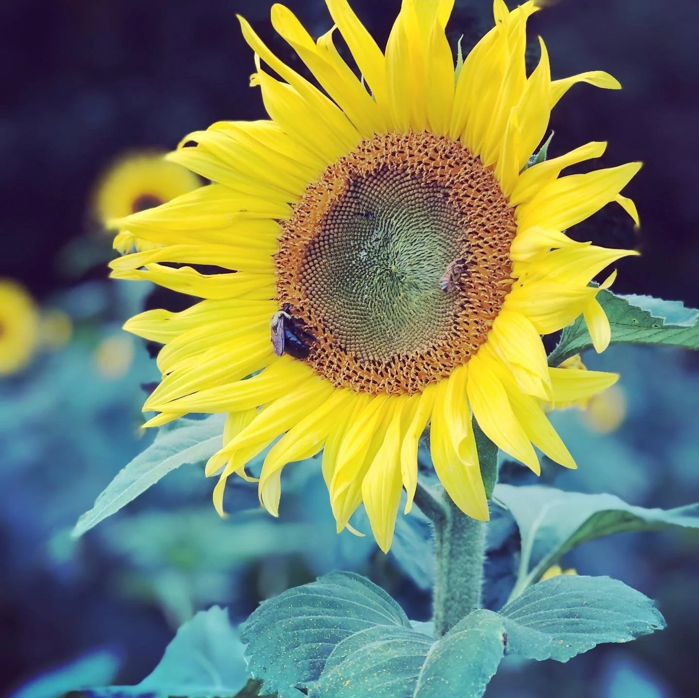 E84E3750-F337-4191-B505-C0DA9FAAEB9C.JPG