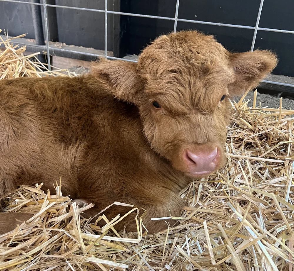 Grand Cru Miniature Cattle Ranch