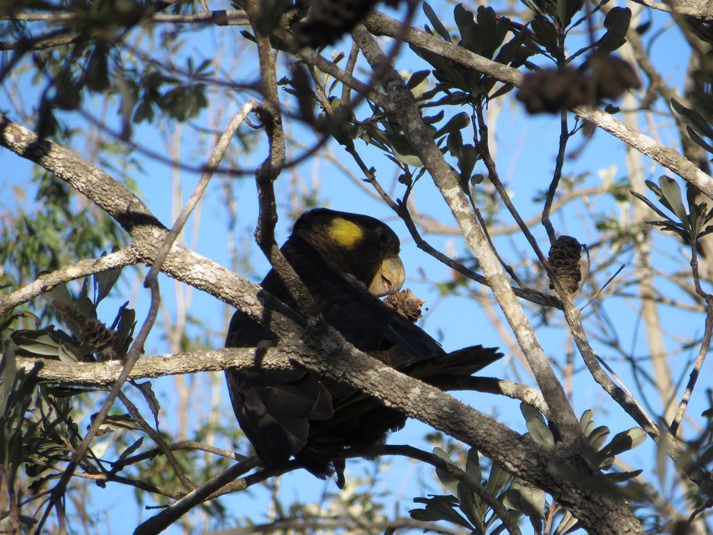 Yellow-tailed black cockatoo (Zanda funerea)