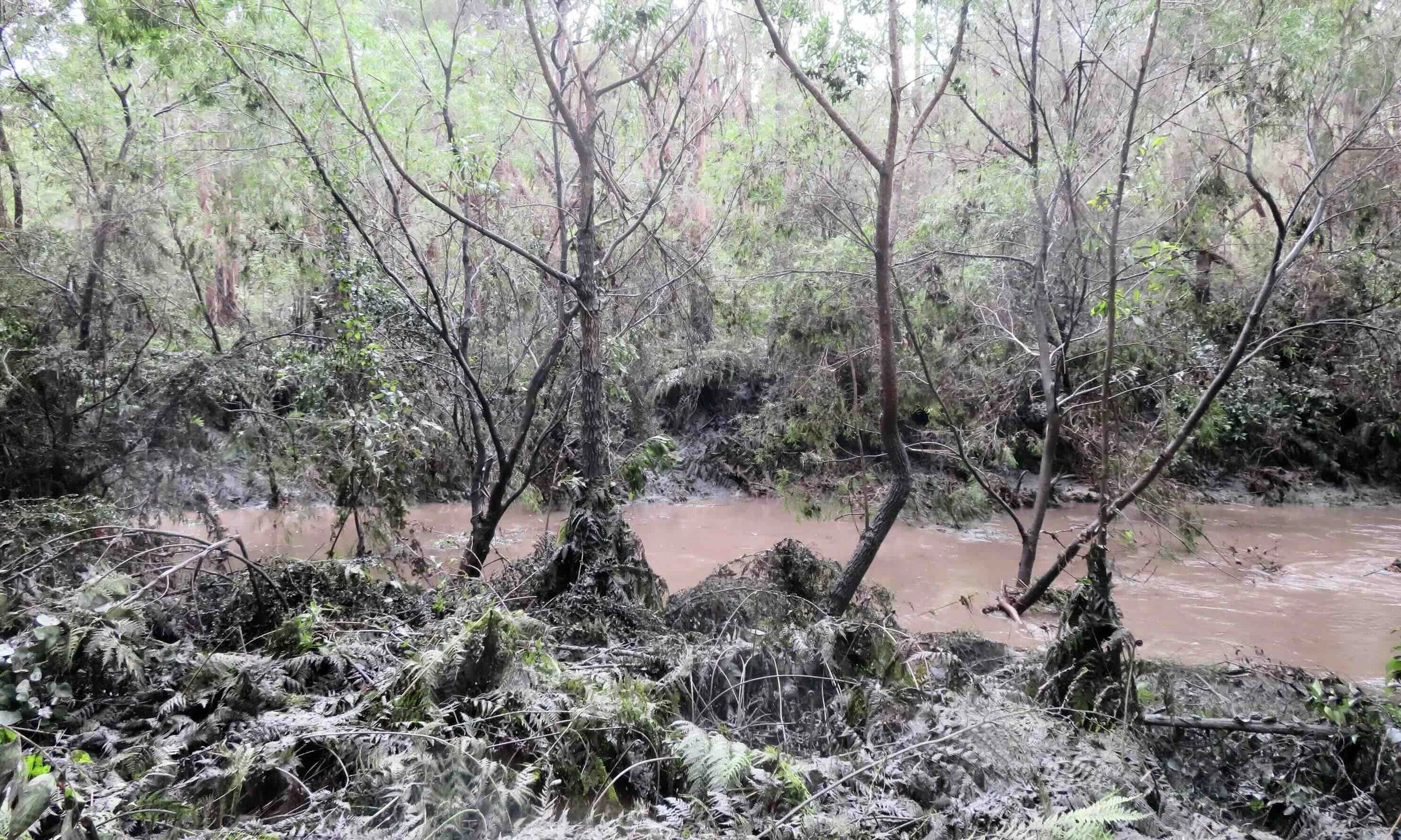 Creek flowing with banks and plants covered by mud