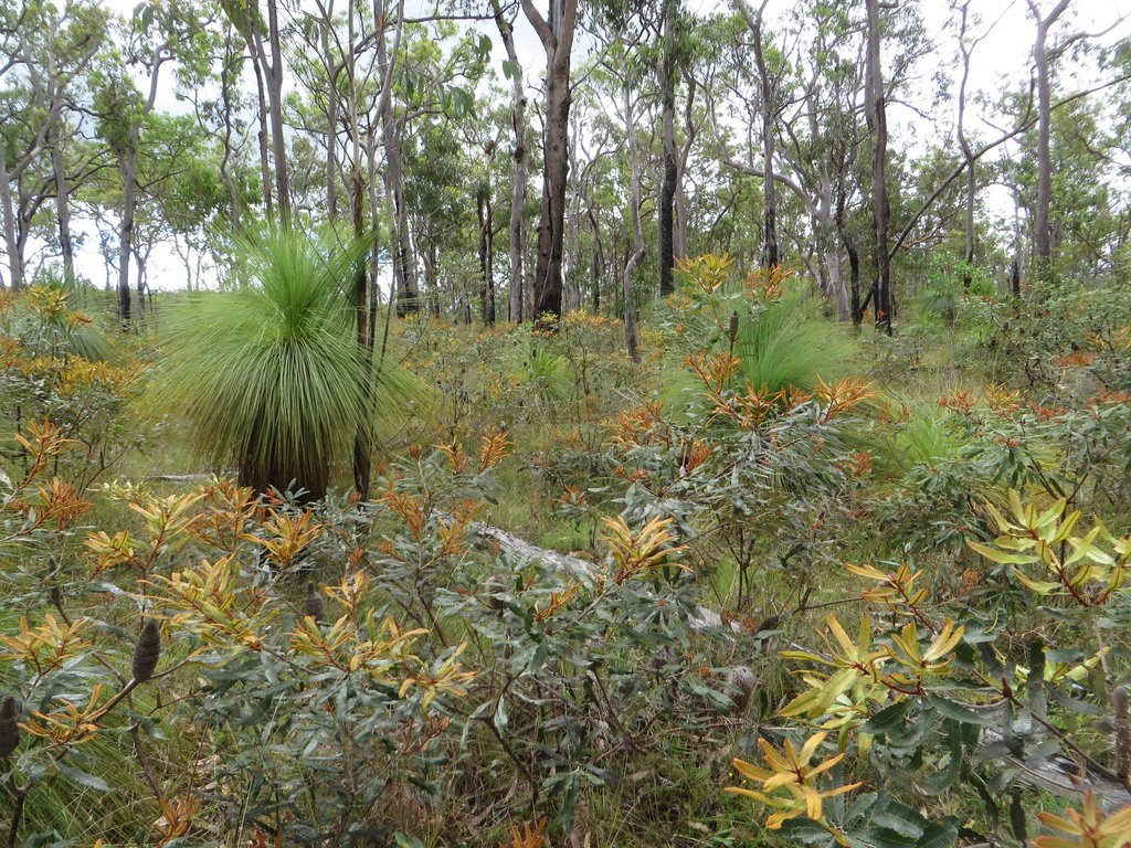 Fern-leaved banksia (Banksia oblongifolia)