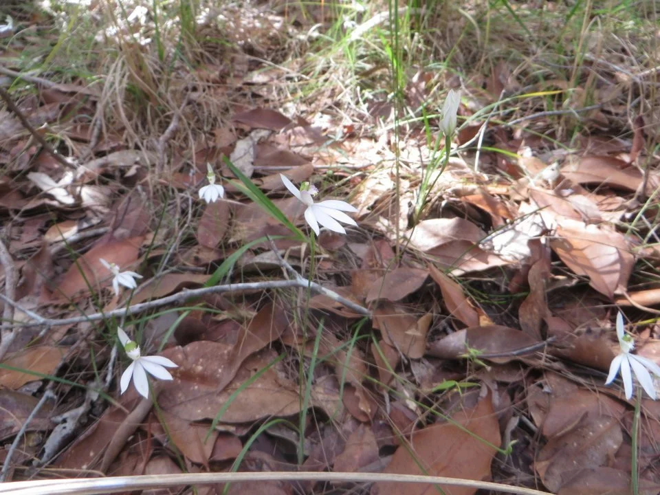 White fingers (Caladenia picta))