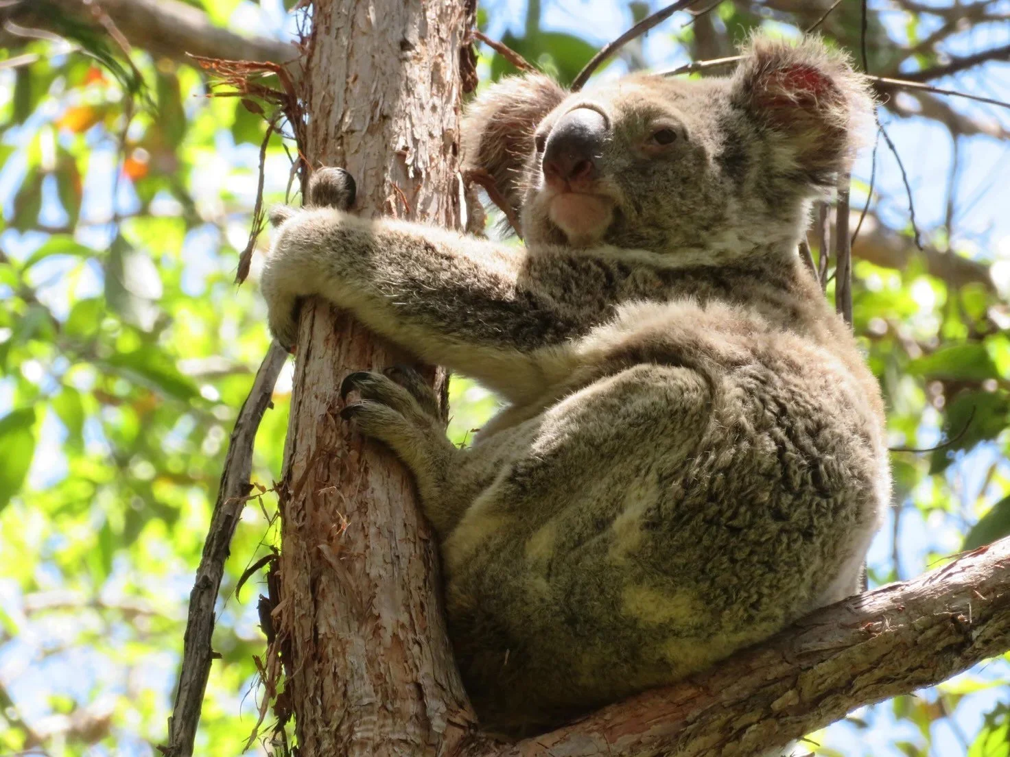 Koala