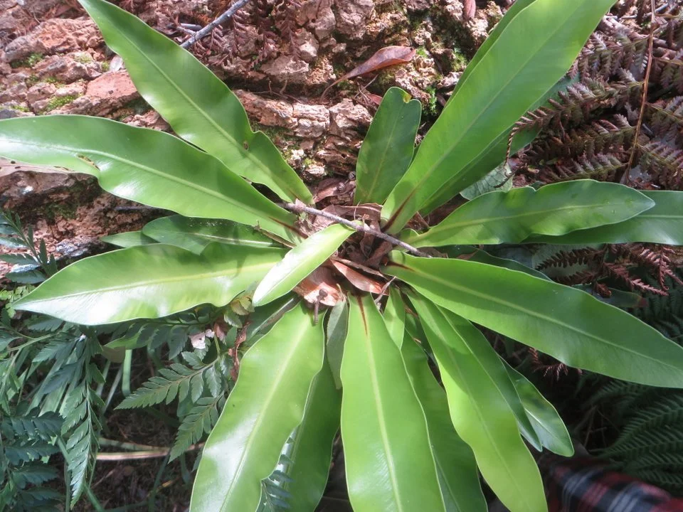 Crows nest fern (Asplenium australasicum)