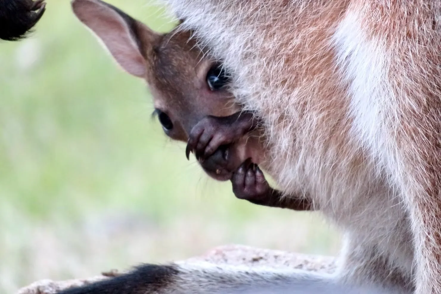 Red-necked wallaby joey