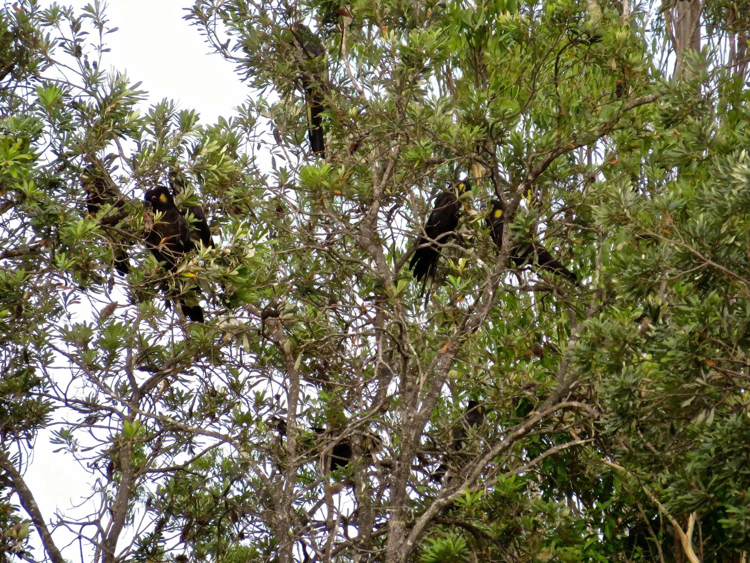 Yellow-tailed black cockatoo (Zanda funerea)