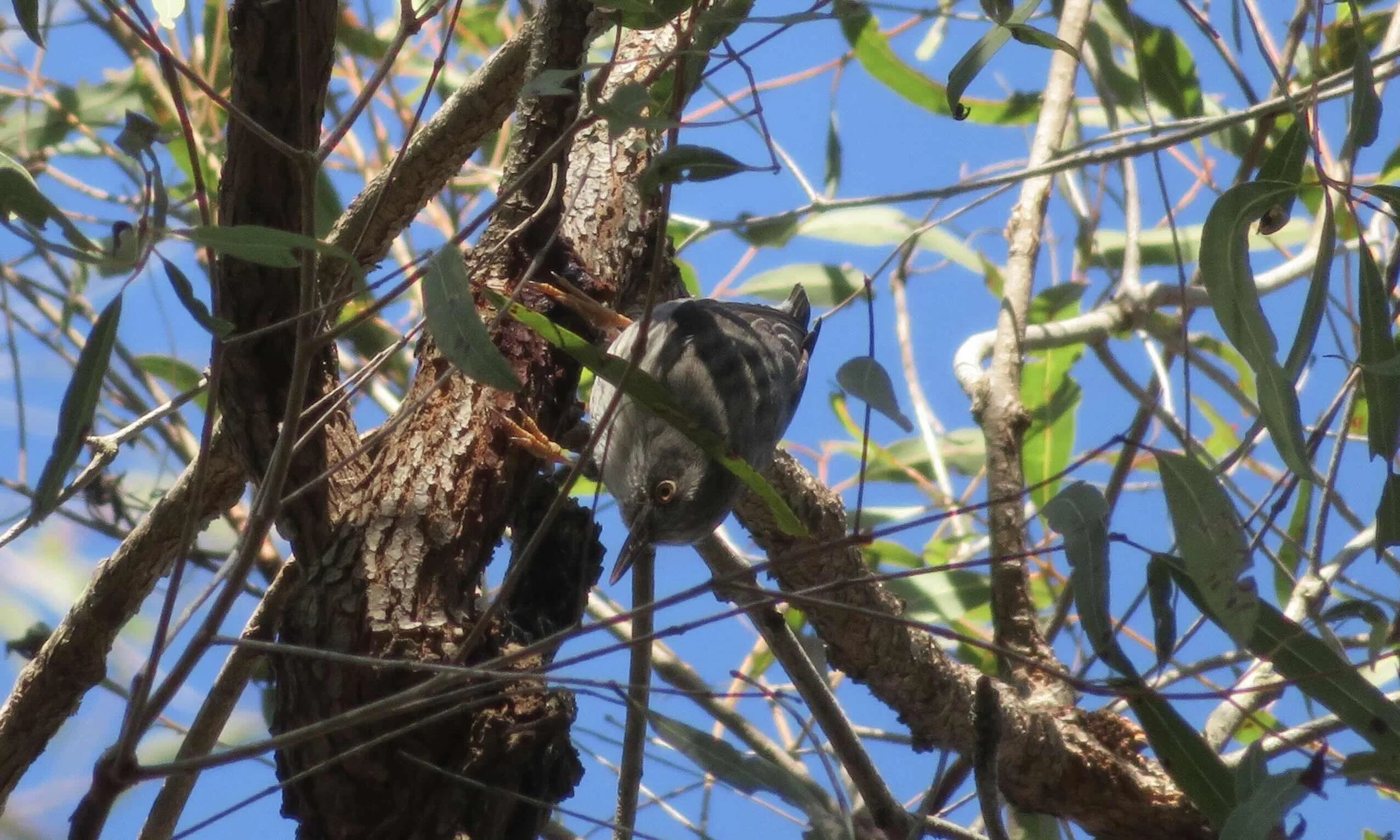 Varied Sitella