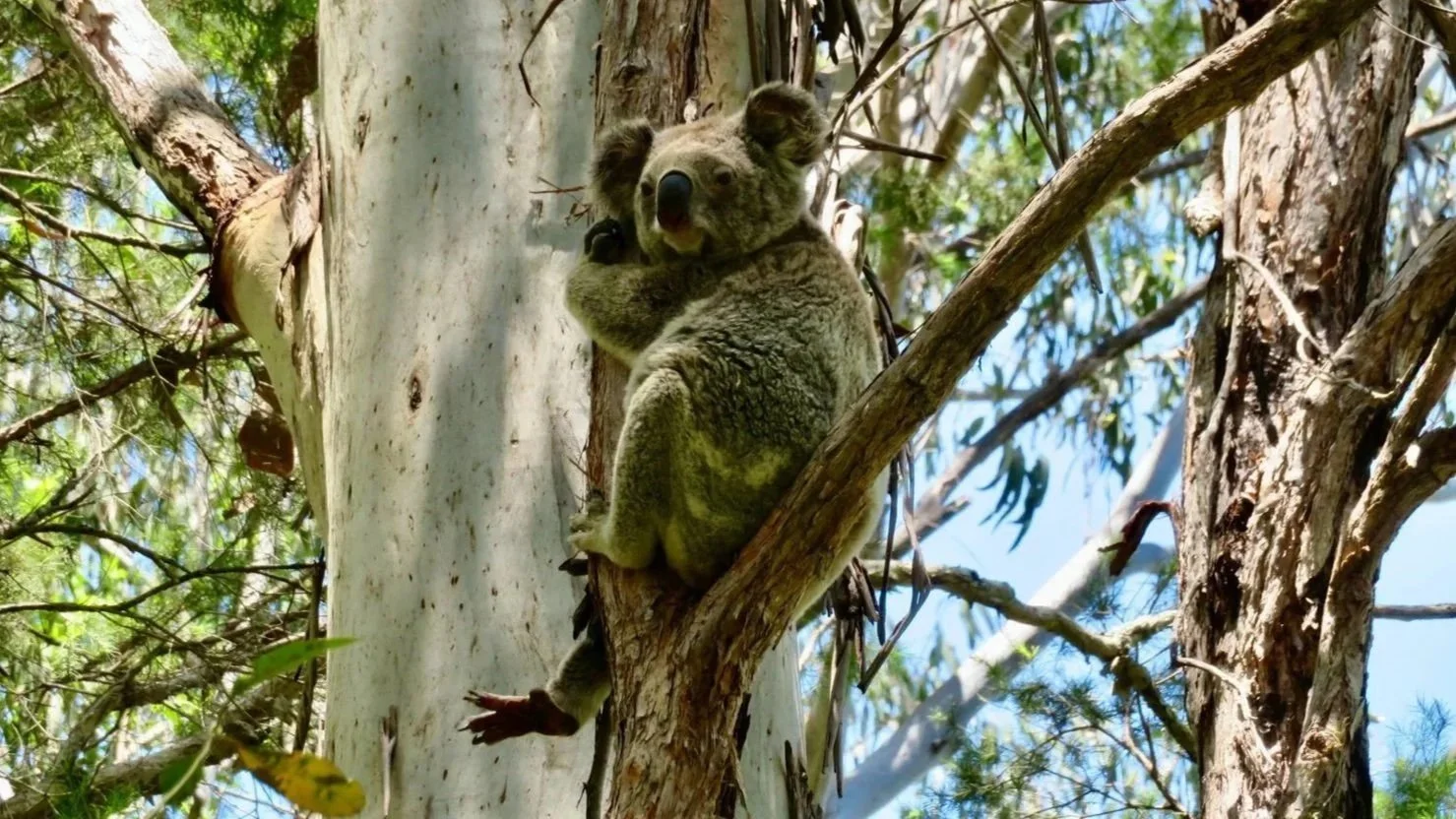 Koala 