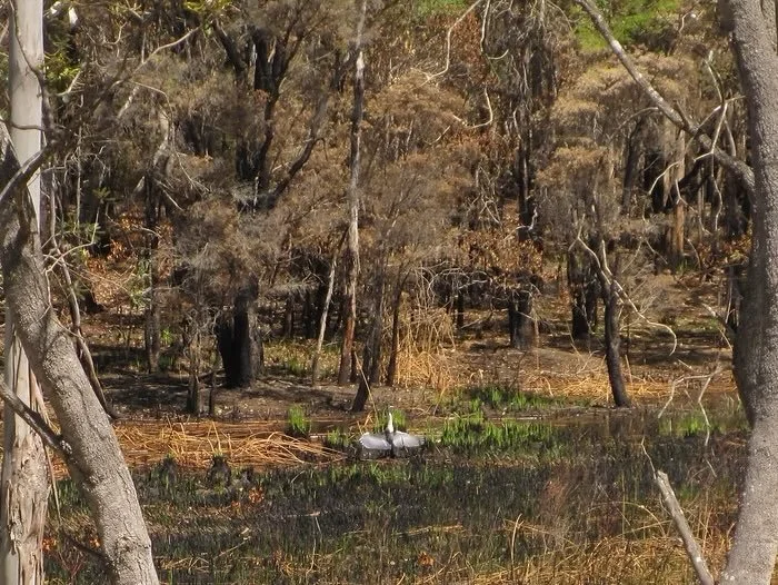 The young forest was burnt out in 2012
