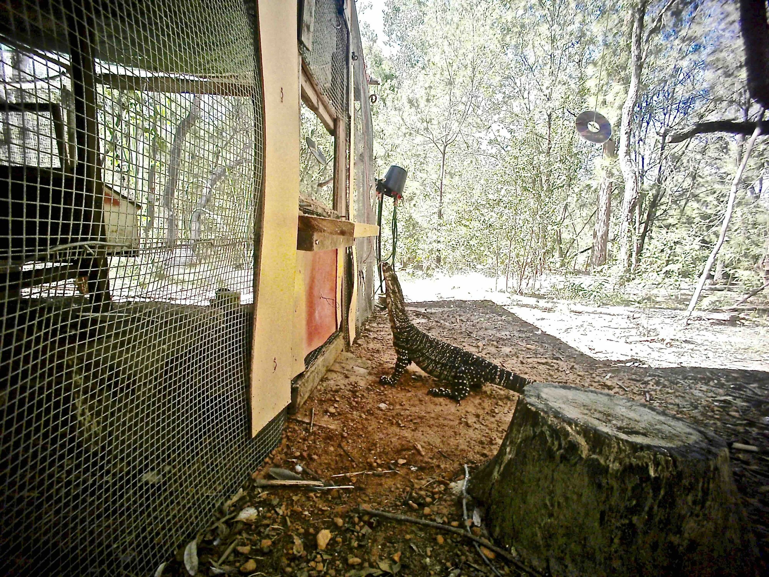 Goannas can Jump!