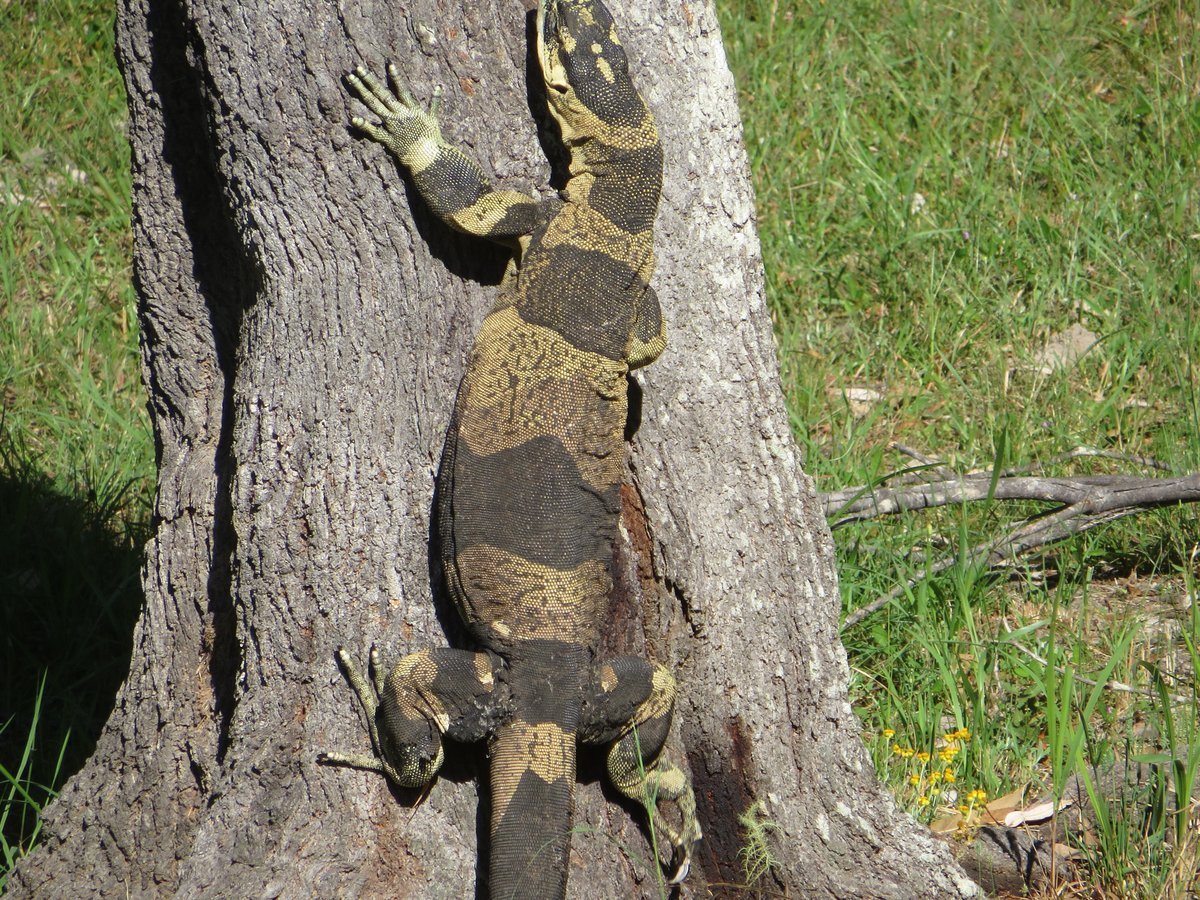 Goannas