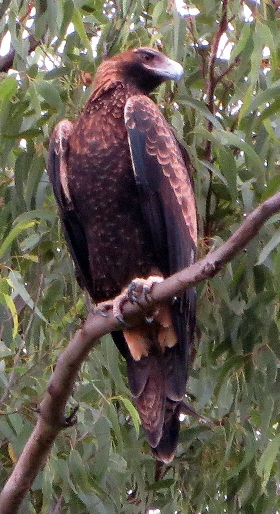 Wedge-tailed eagle