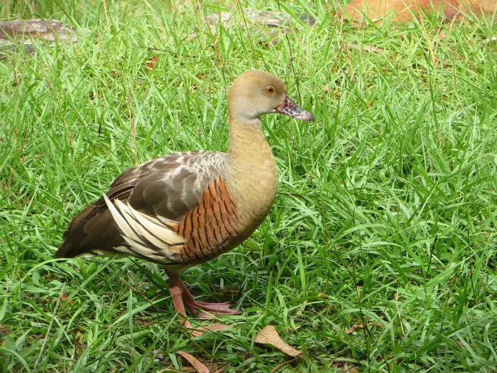 Glamour Duck